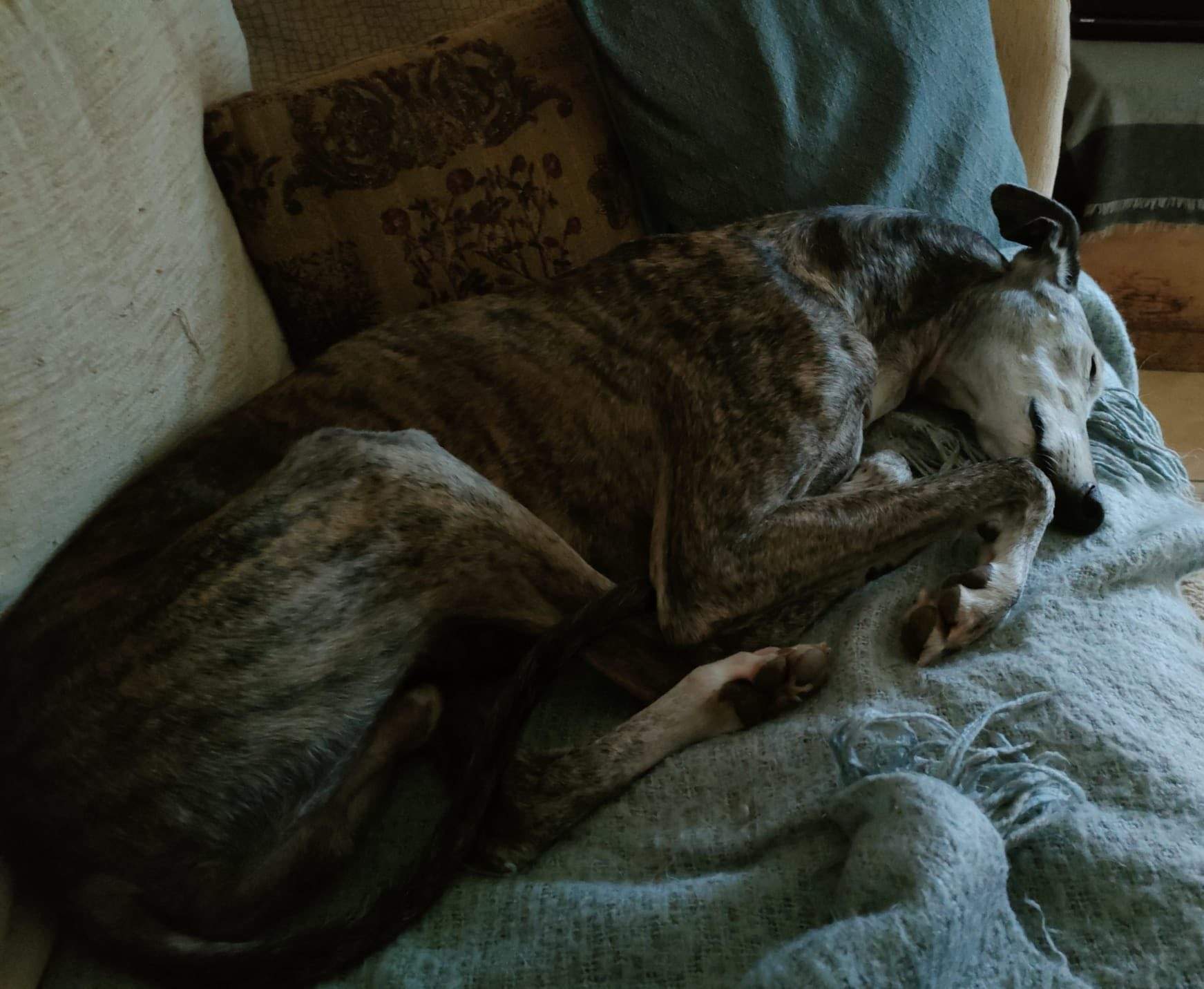 moracho_1207447908262162