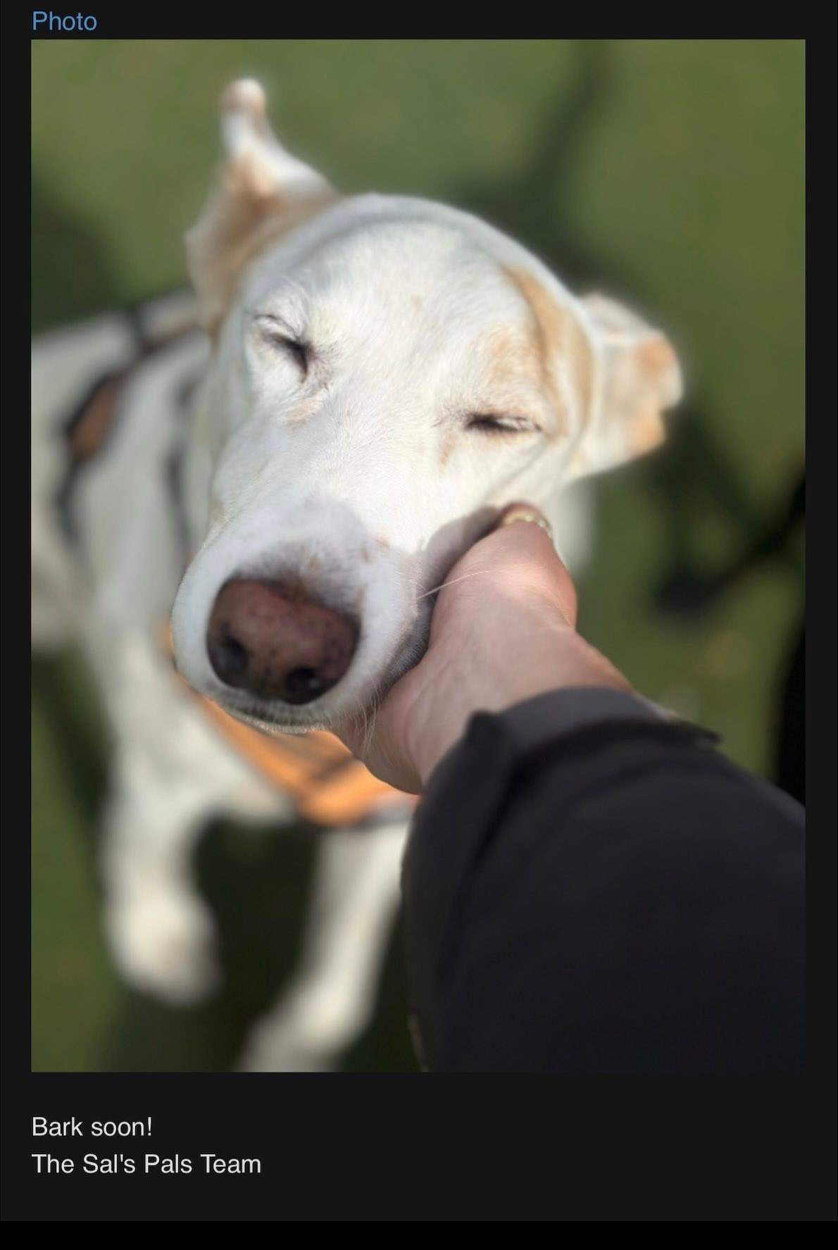 mylo_1103925861947701