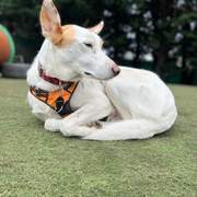 mylo_1103926138614340