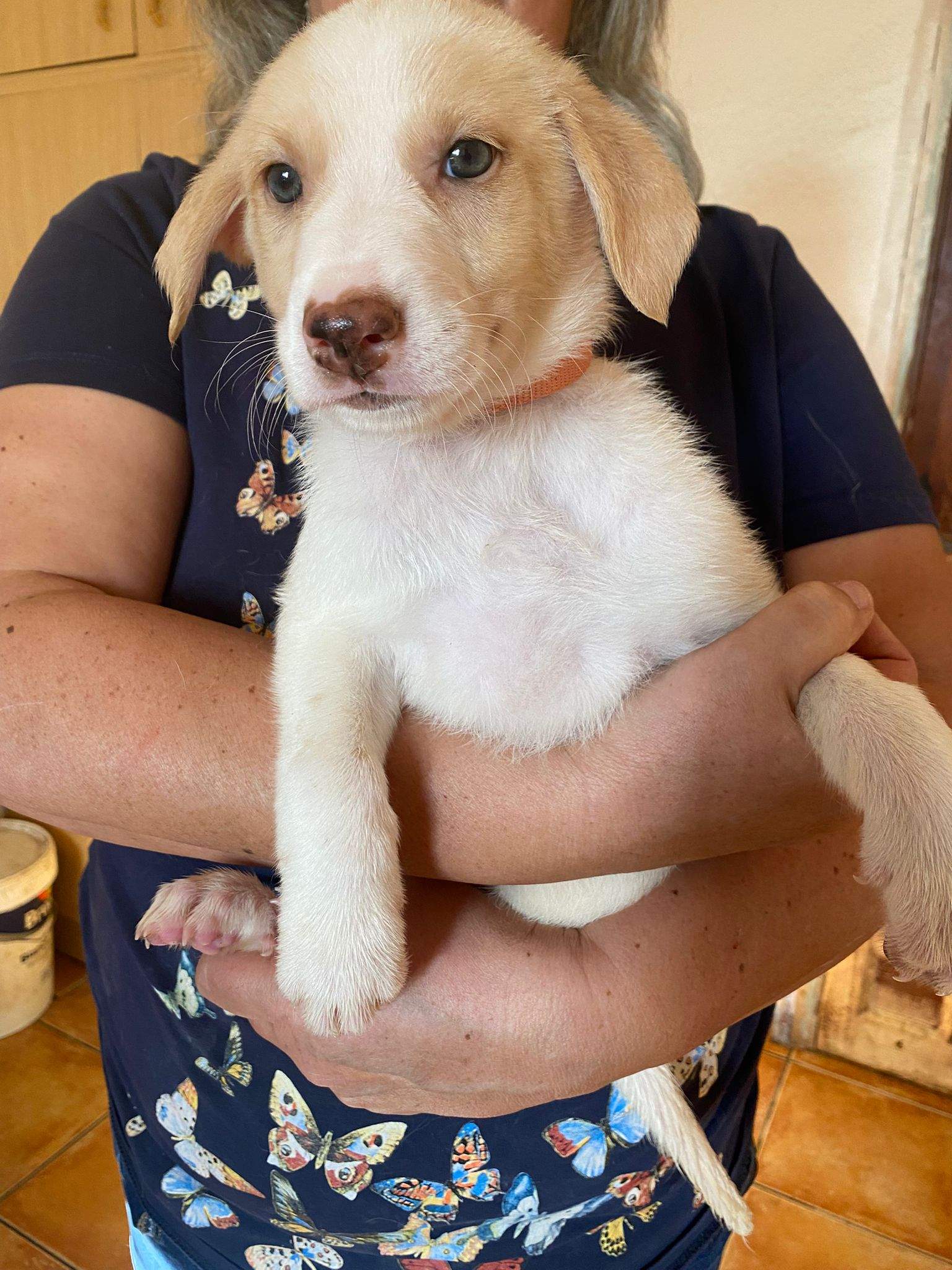 nancy-the-puppy_1233790412294578