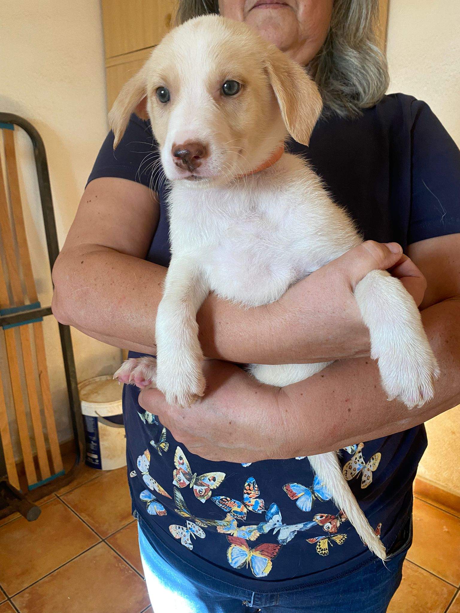 nancy-the-puppy_1233790418961244