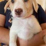 nancy-the-puppy_1233790482294571