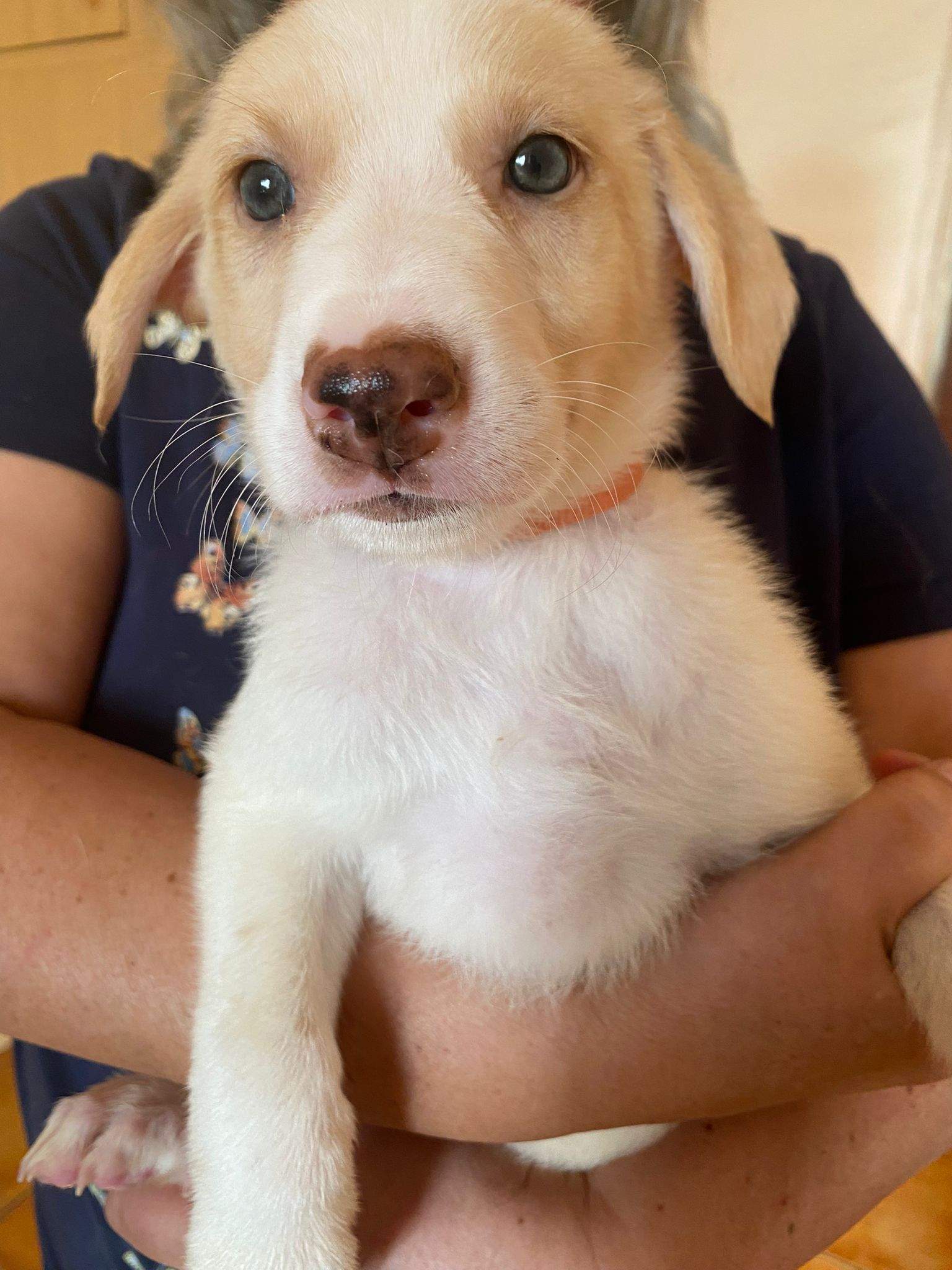 nancy-the-puppy_1233790482294571