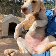 nancy-the-puppy_1294010682939217