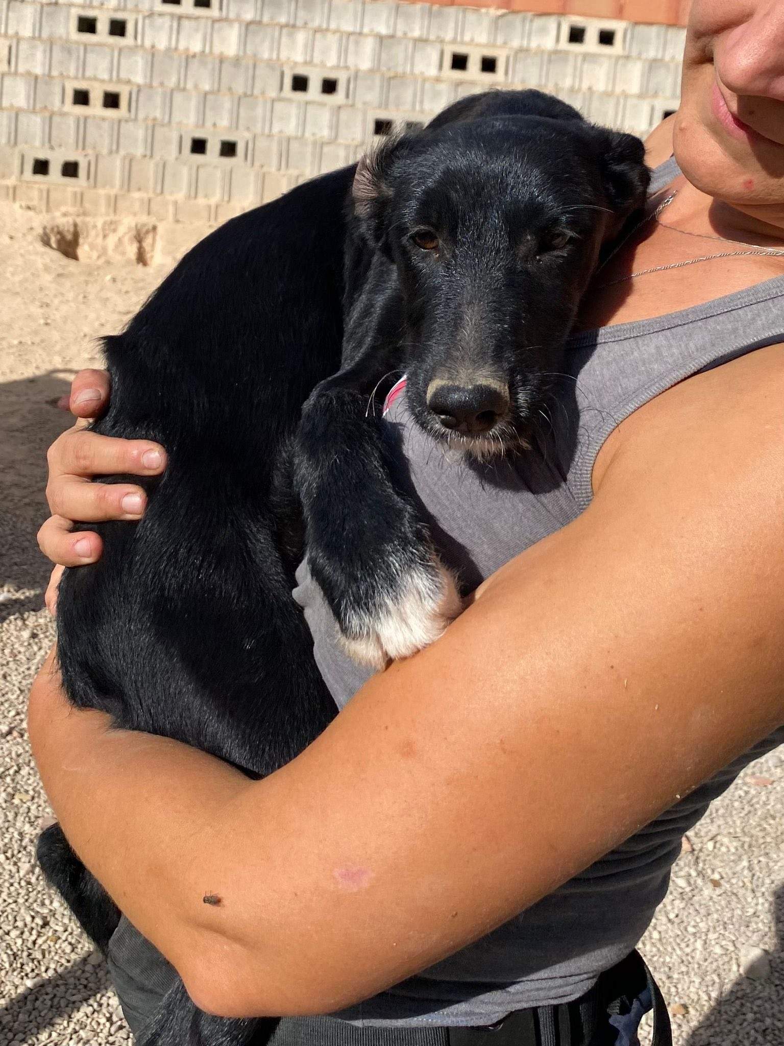 noodle_1138074728532814