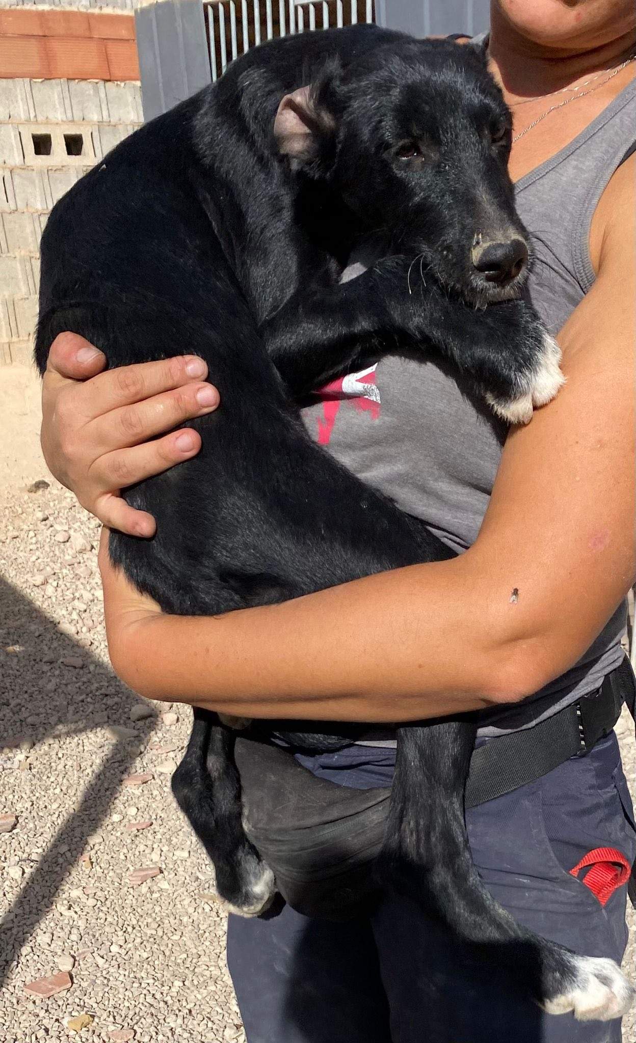 noodle_1138074785199475