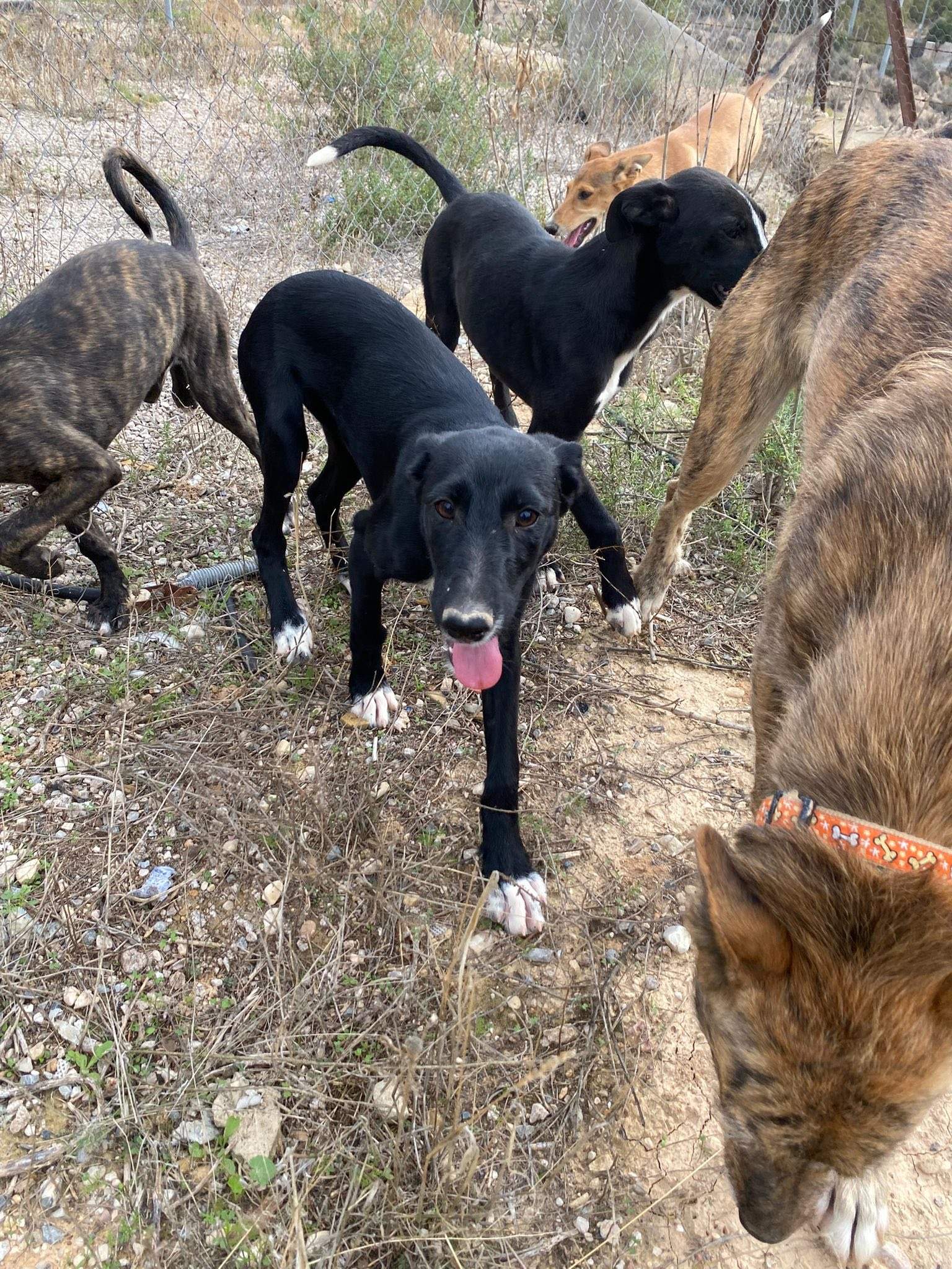 noodle_1138085011865119