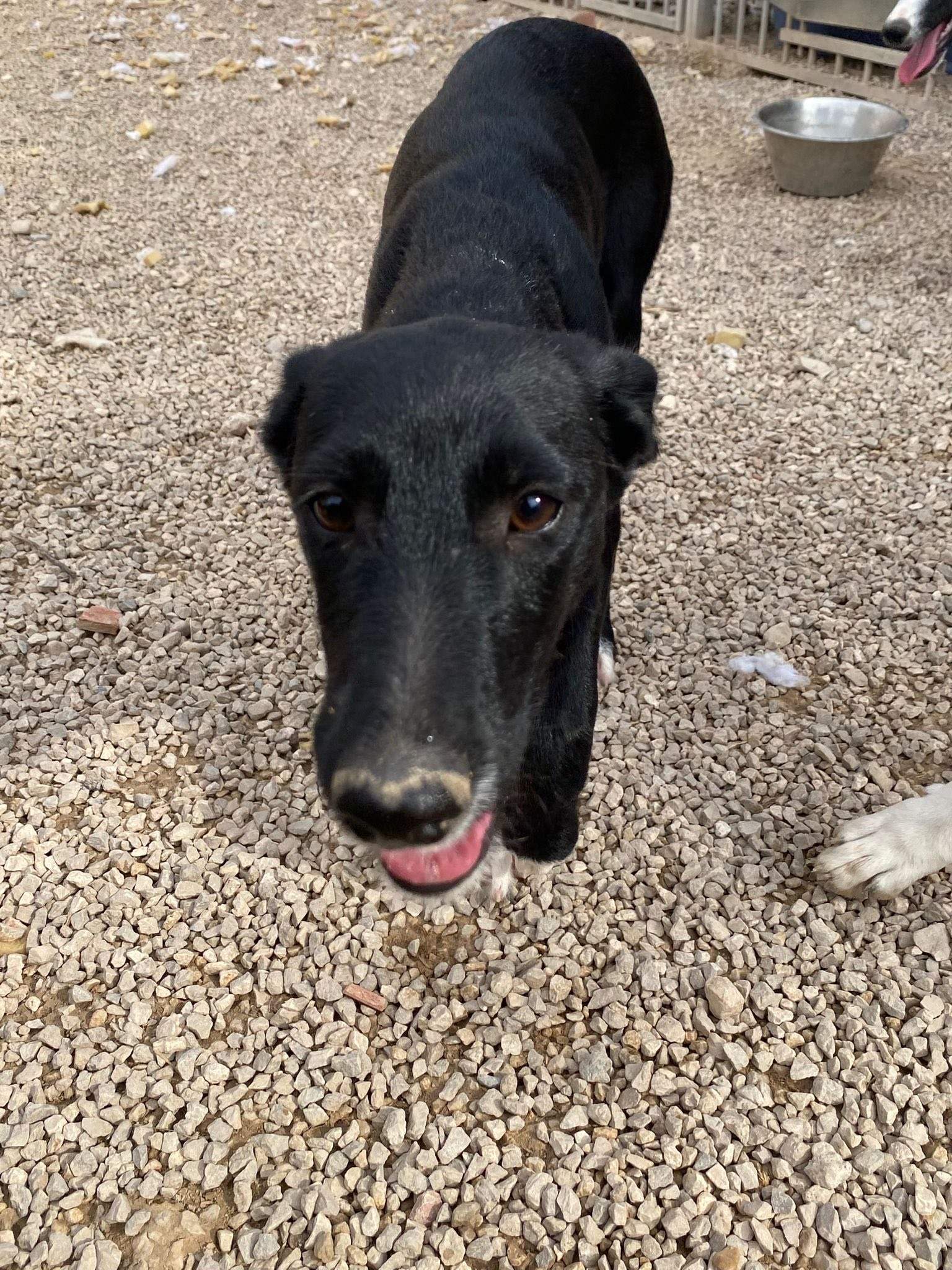 noodle_1138085048531782