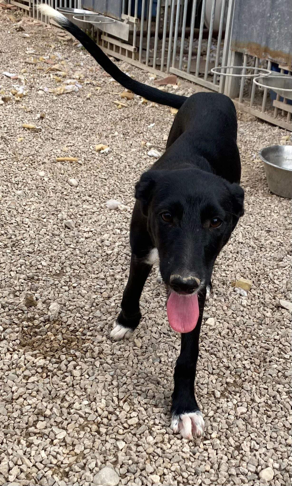 noodle_1138085075198446