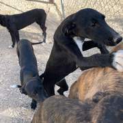 noodle_1138085121865108