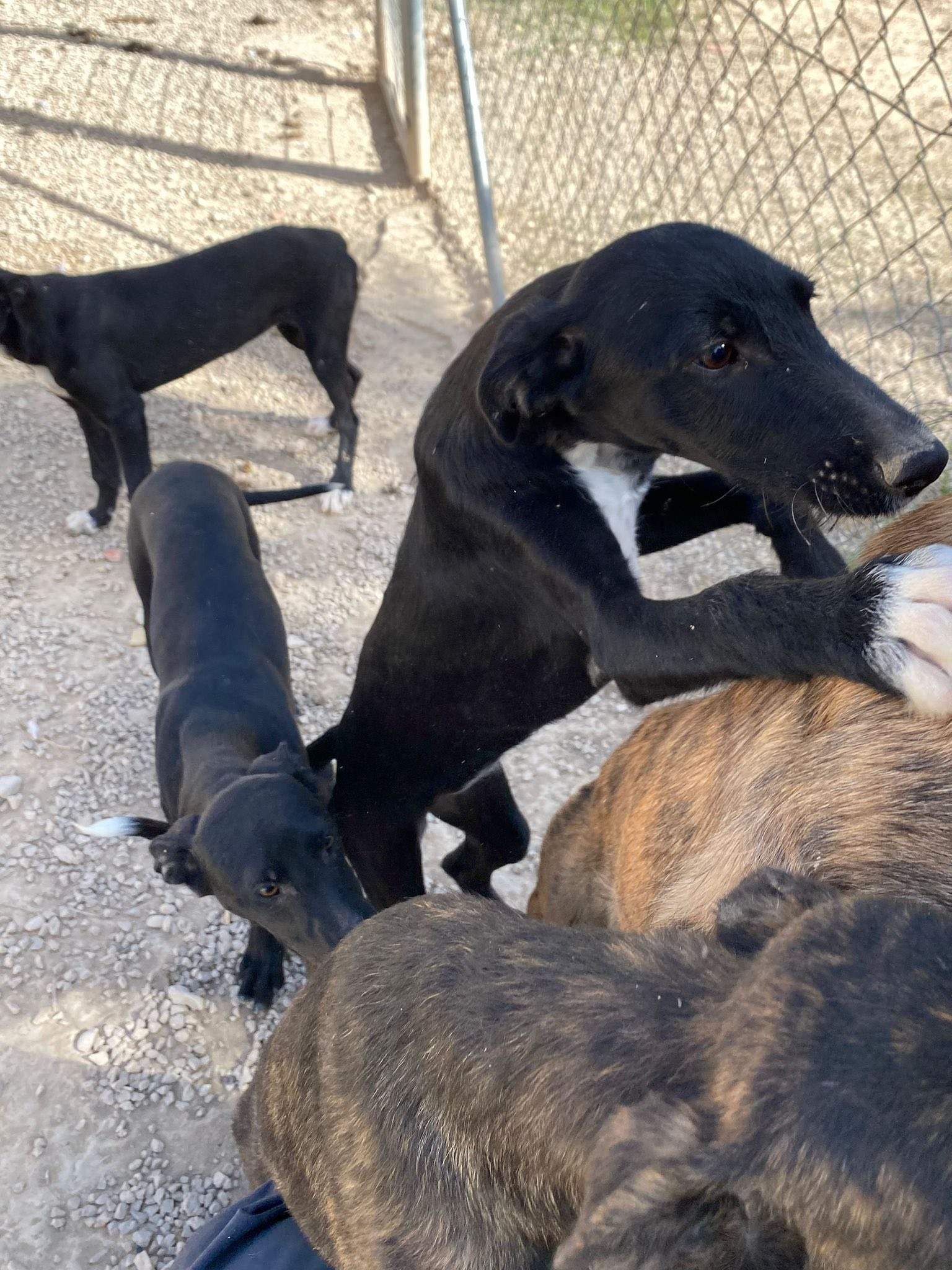 noodle_1138085121865108