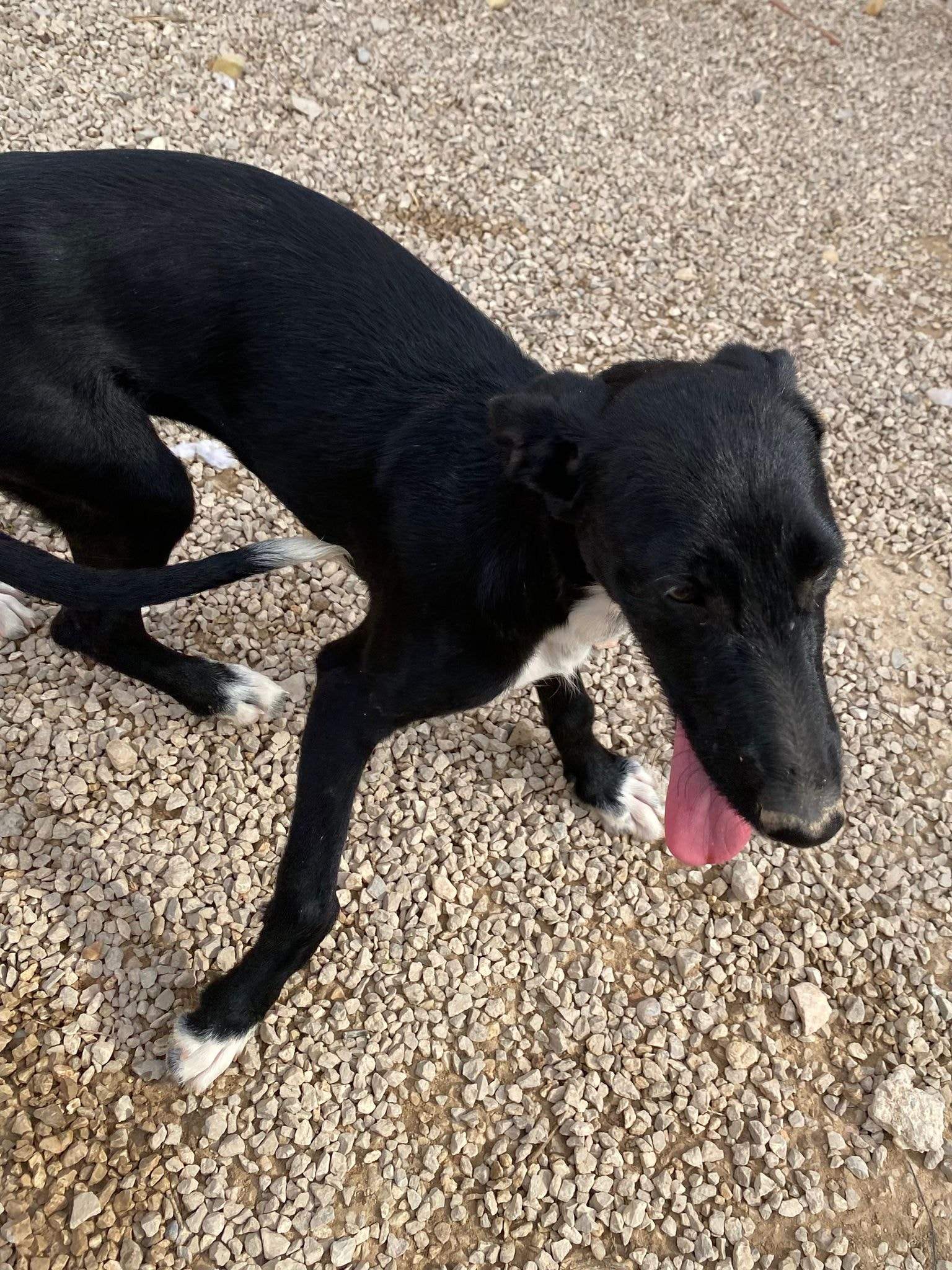 noodle_1152253233781630