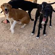 noodle_1152253423781611