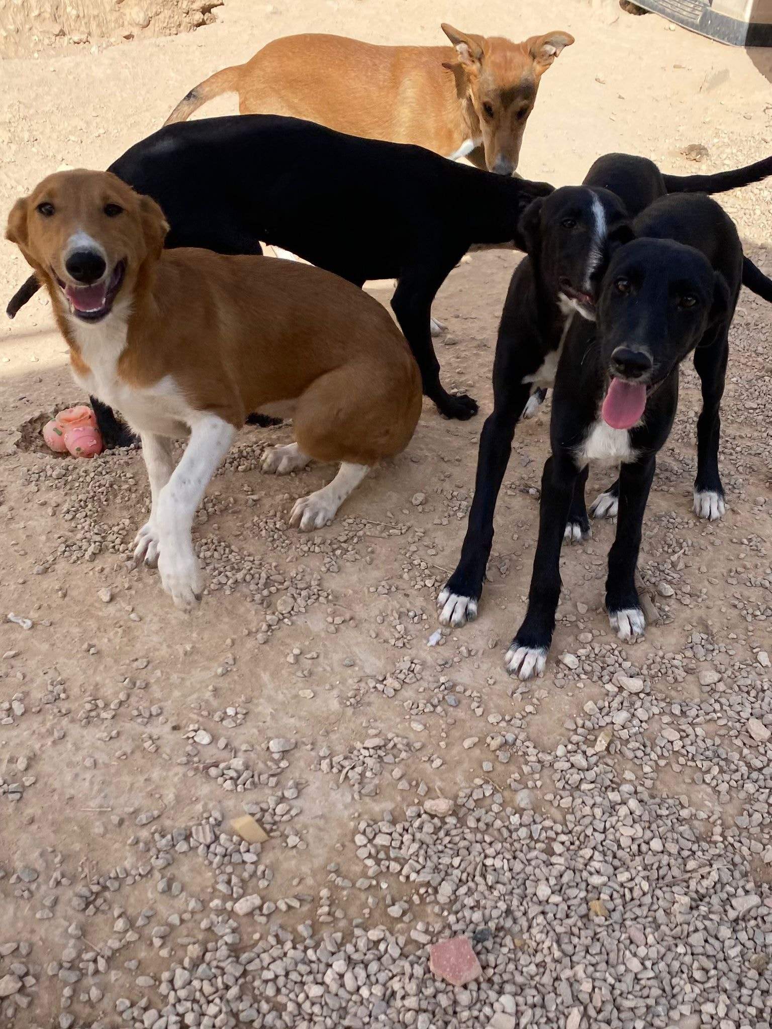 noodle_1152253423781611