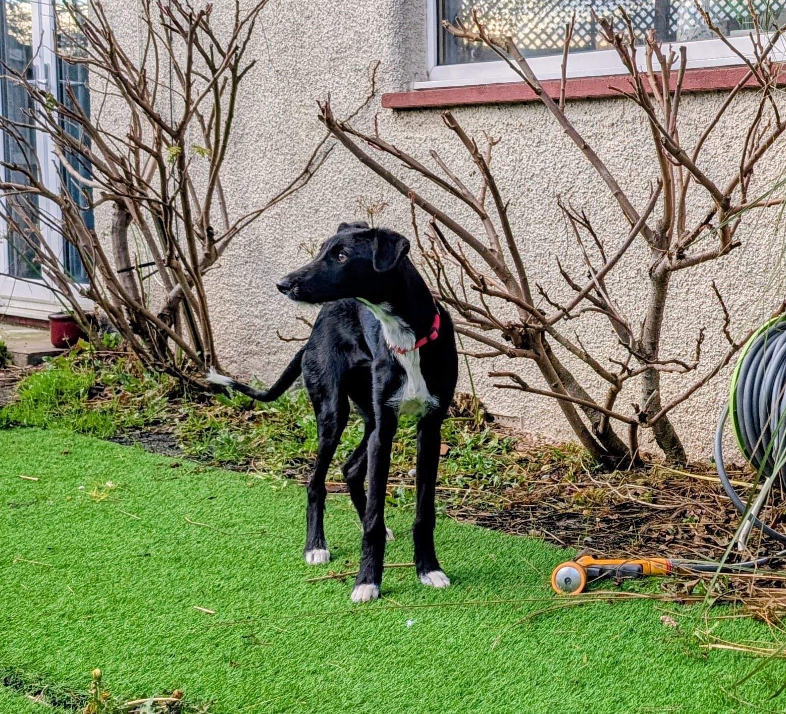 noodle_1165746642432289