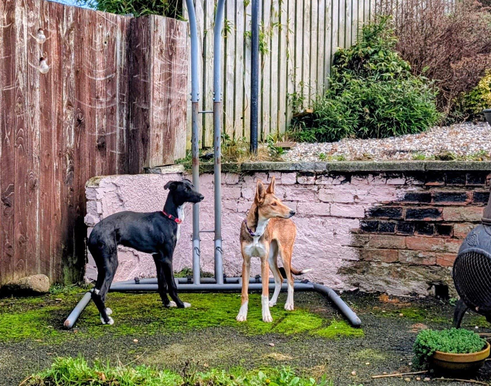 noodle_1165746662432287