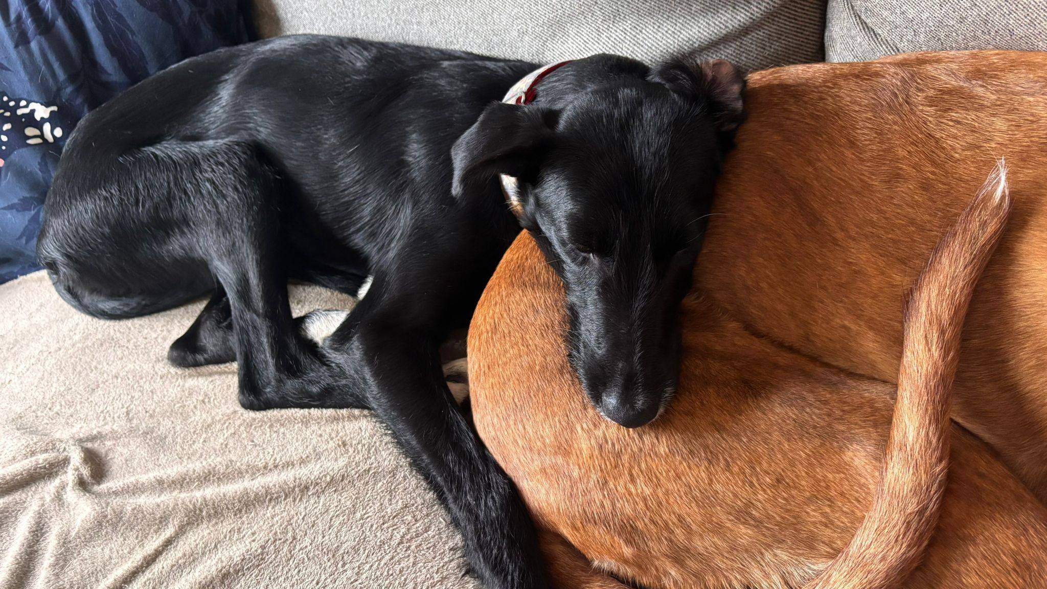 noodle_1187260426947577