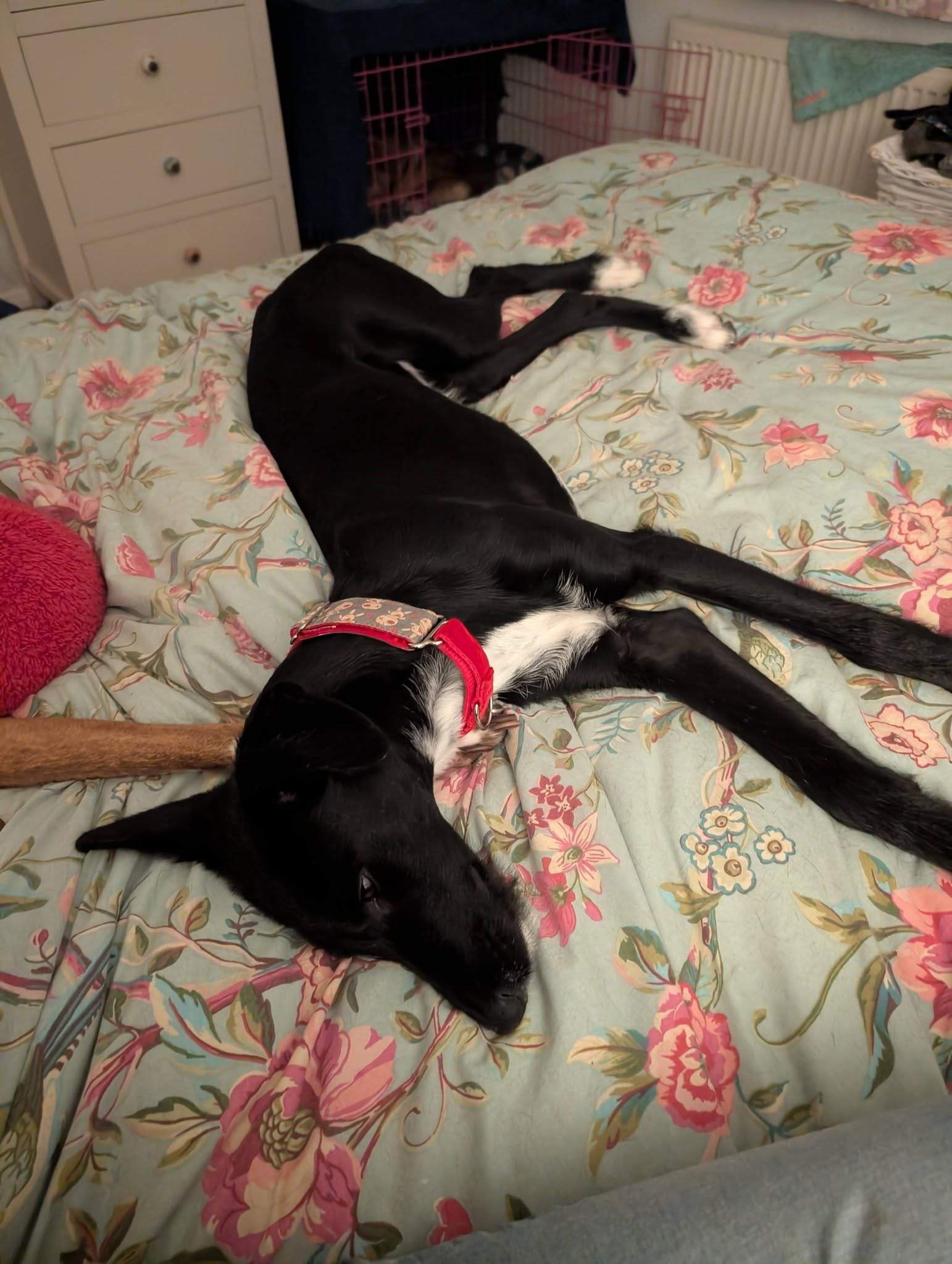 noodle_1187260490280904