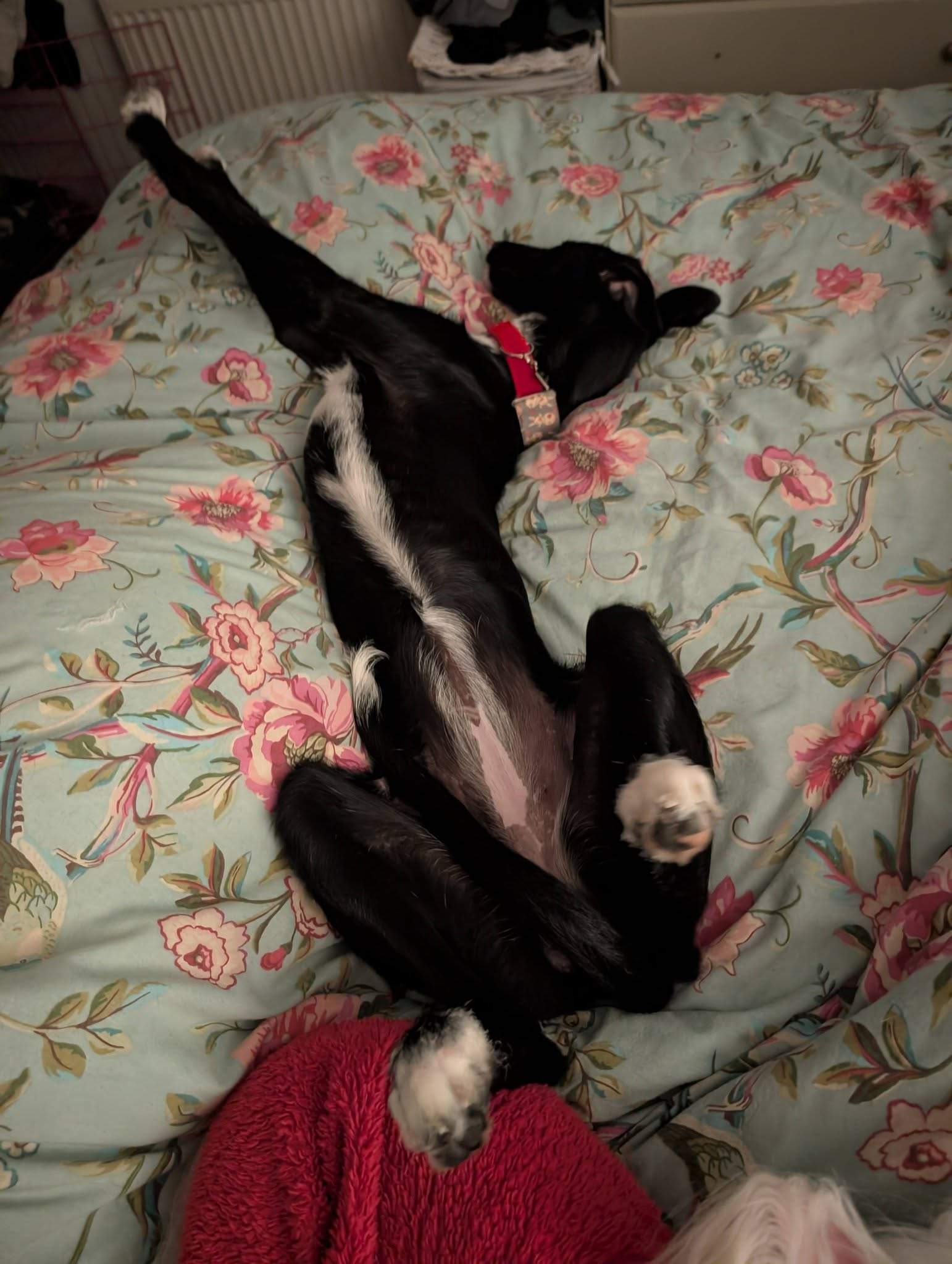 noodle_1187260520280901