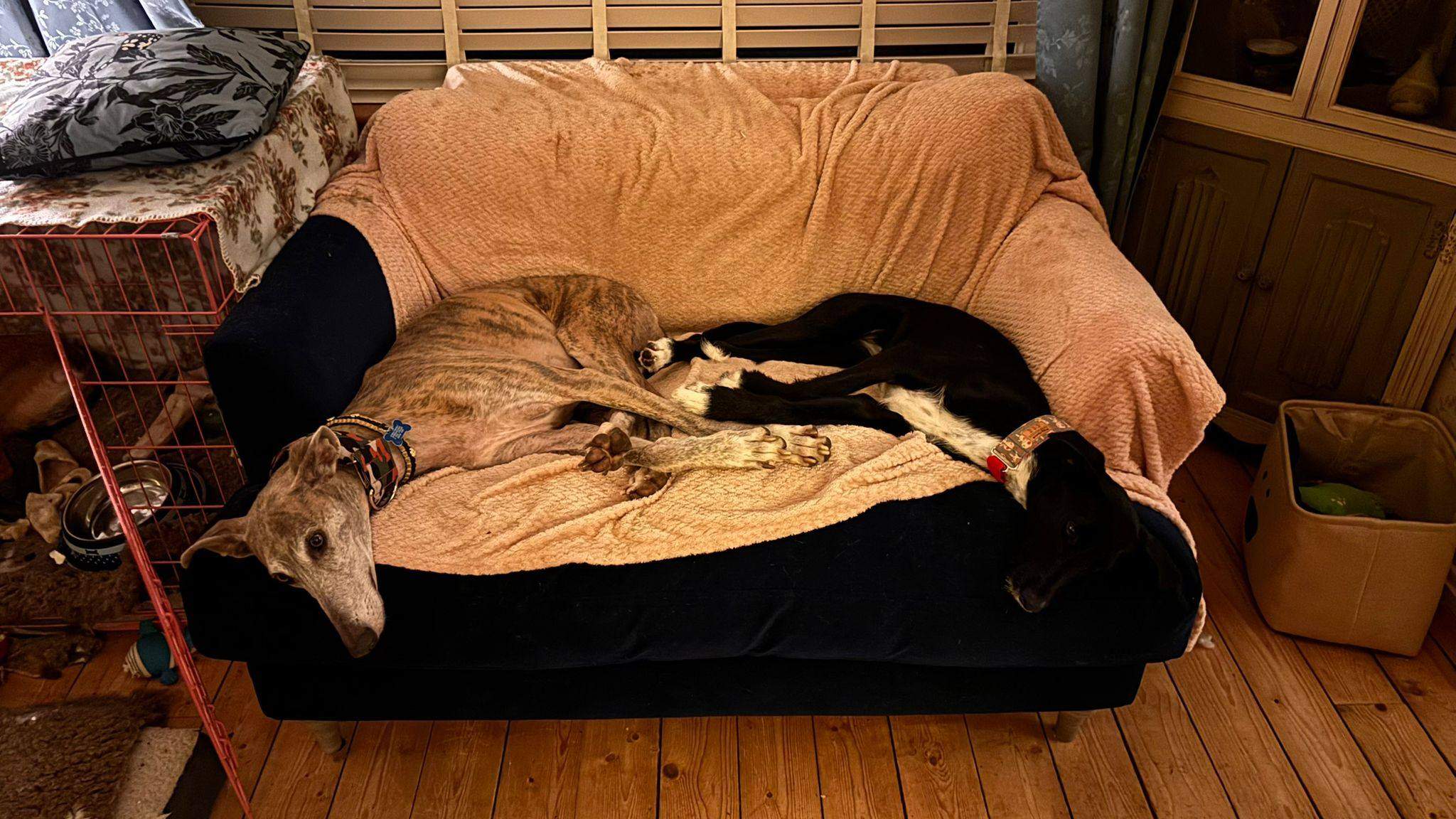 noodle_1187260636947556