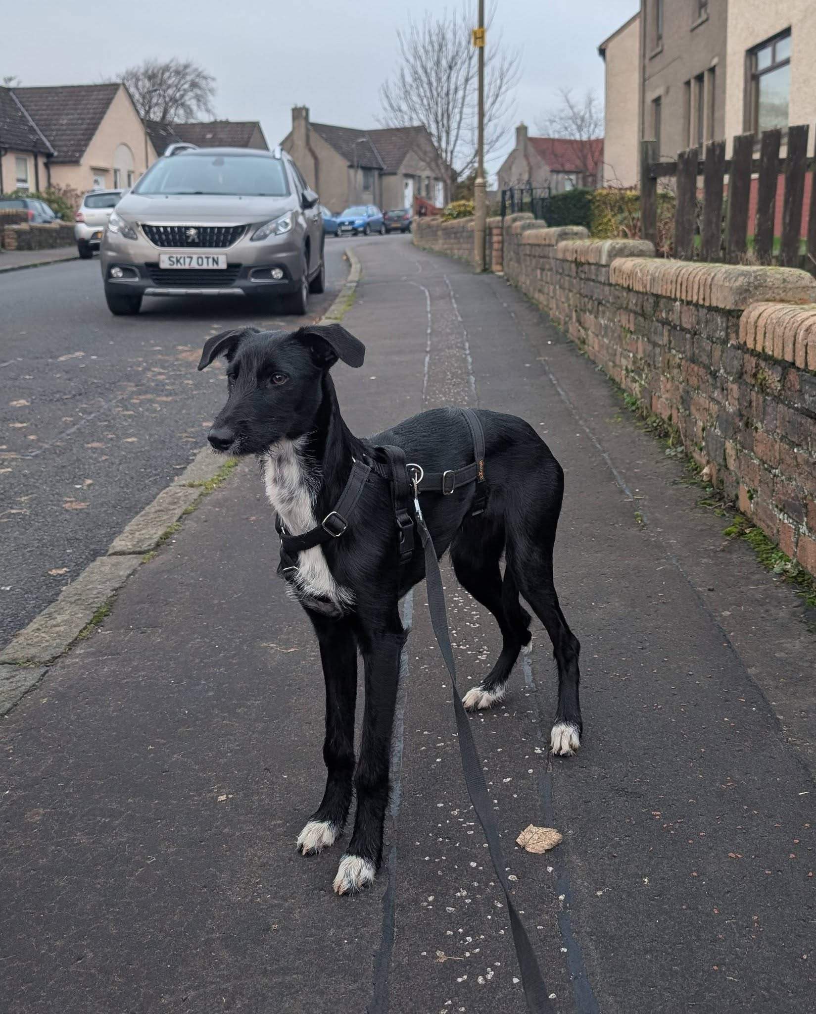 noodle_1187260656947554