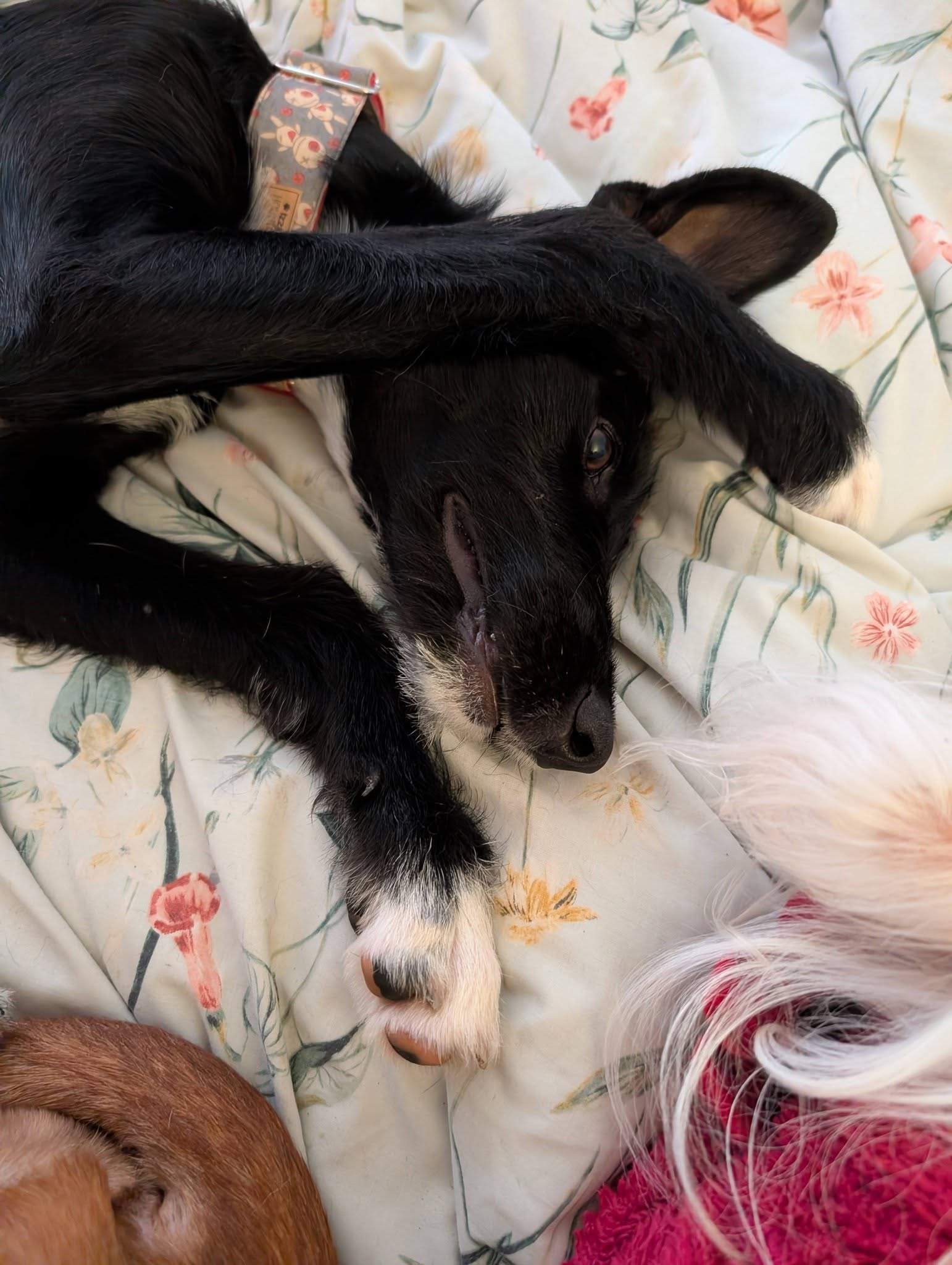 noodle_1187260676947552