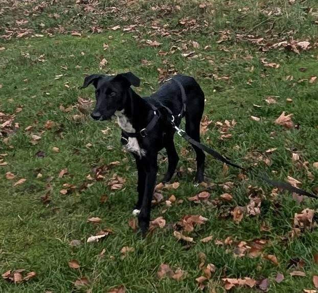 noodle_1187260733614213