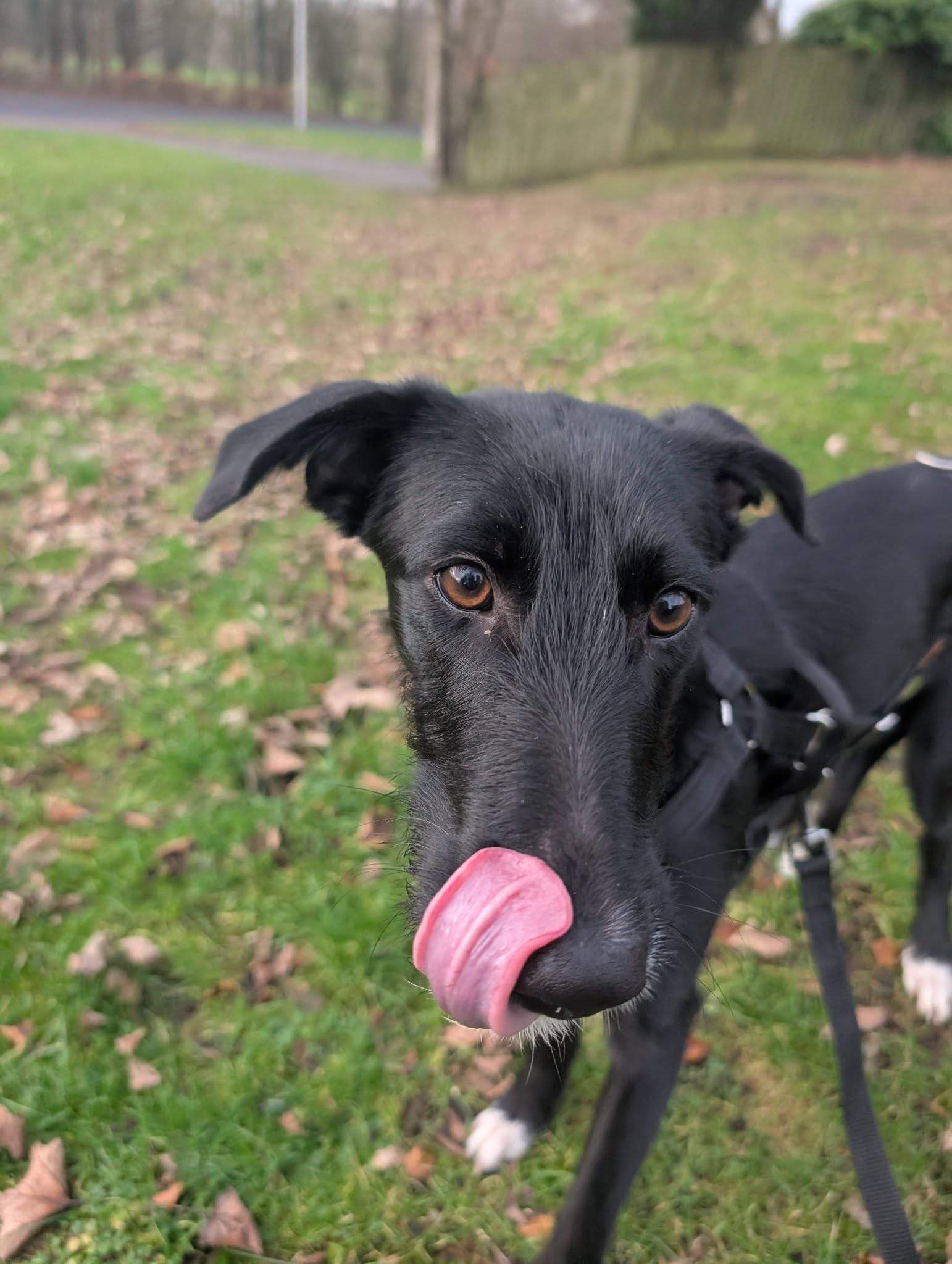 noodle_1187260770280876