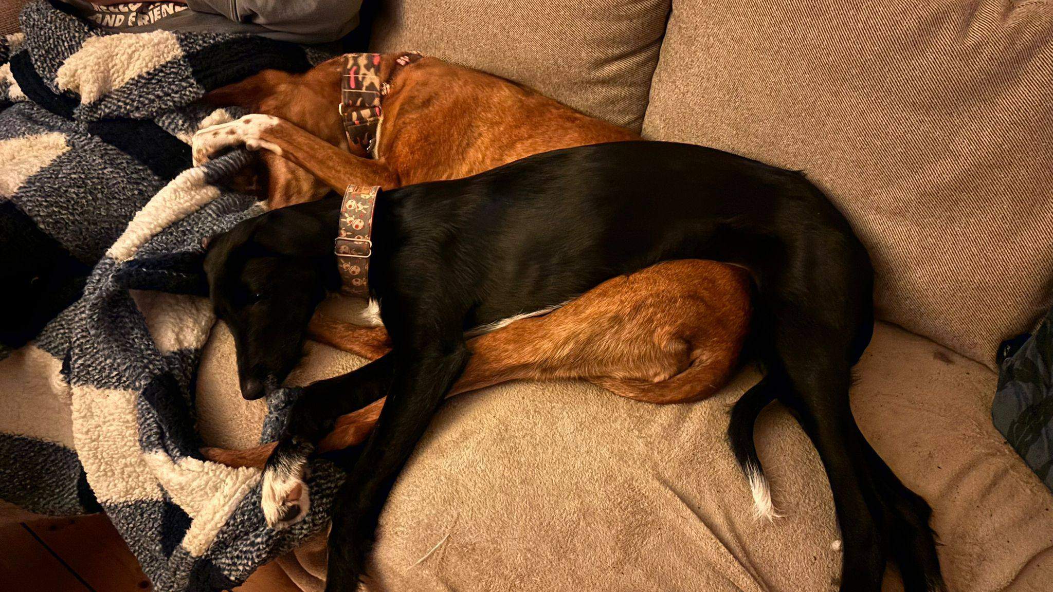 noodle_1187260883614198