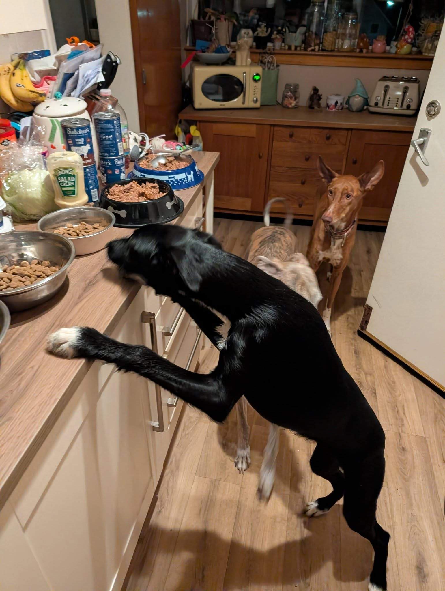 noodle_1194286416244978