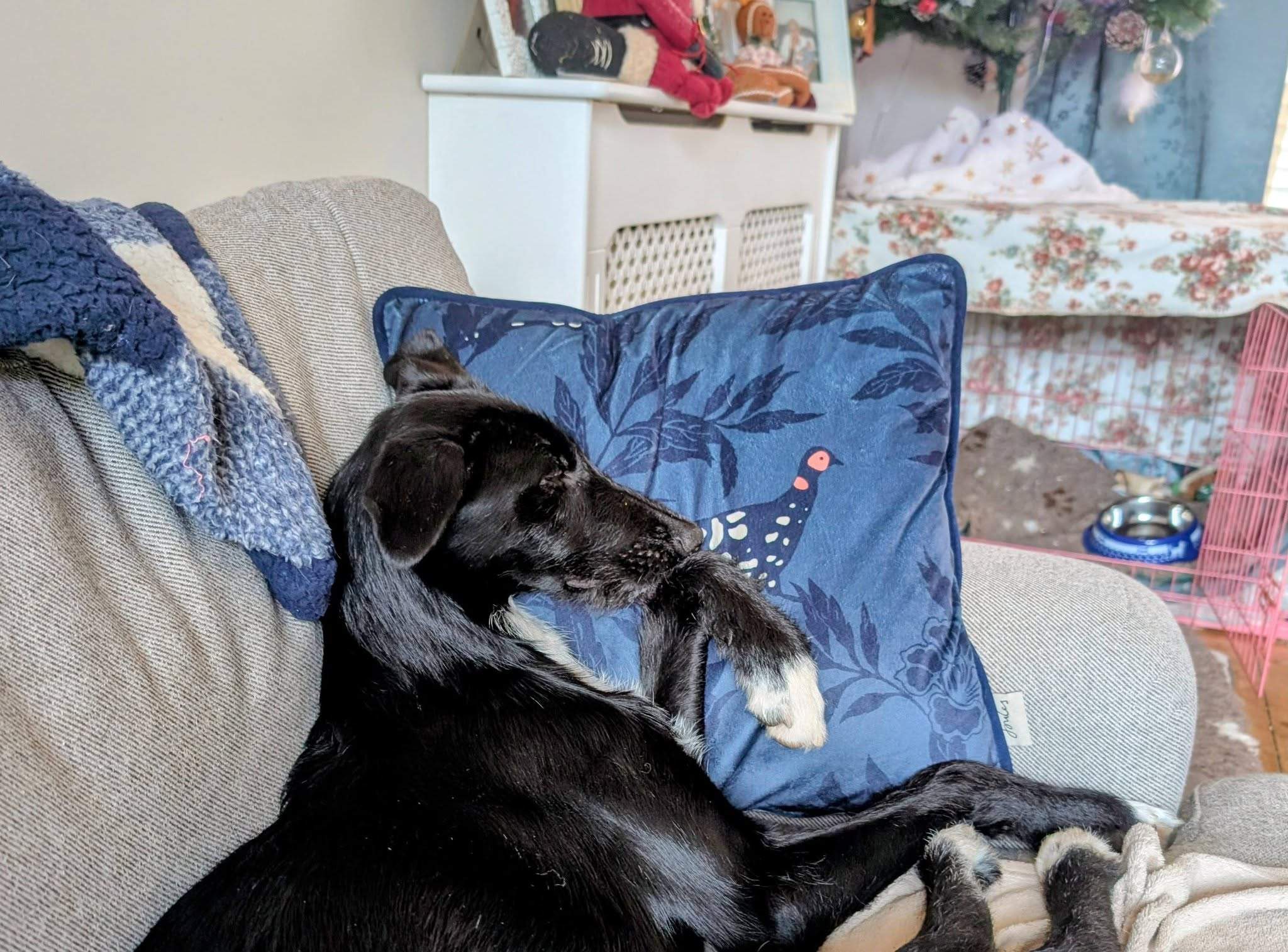 noodle_1194286449578308