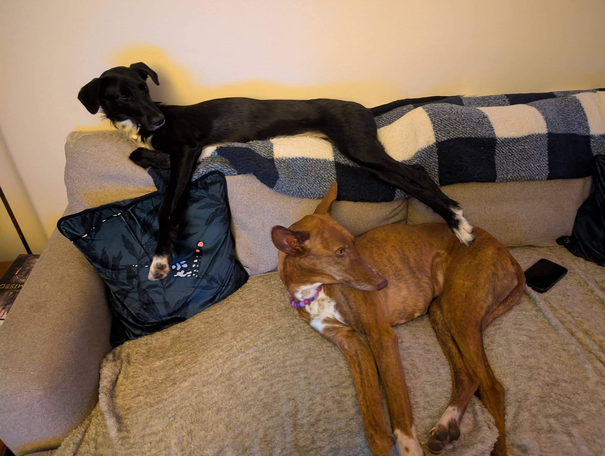 noodle_1194286552911631