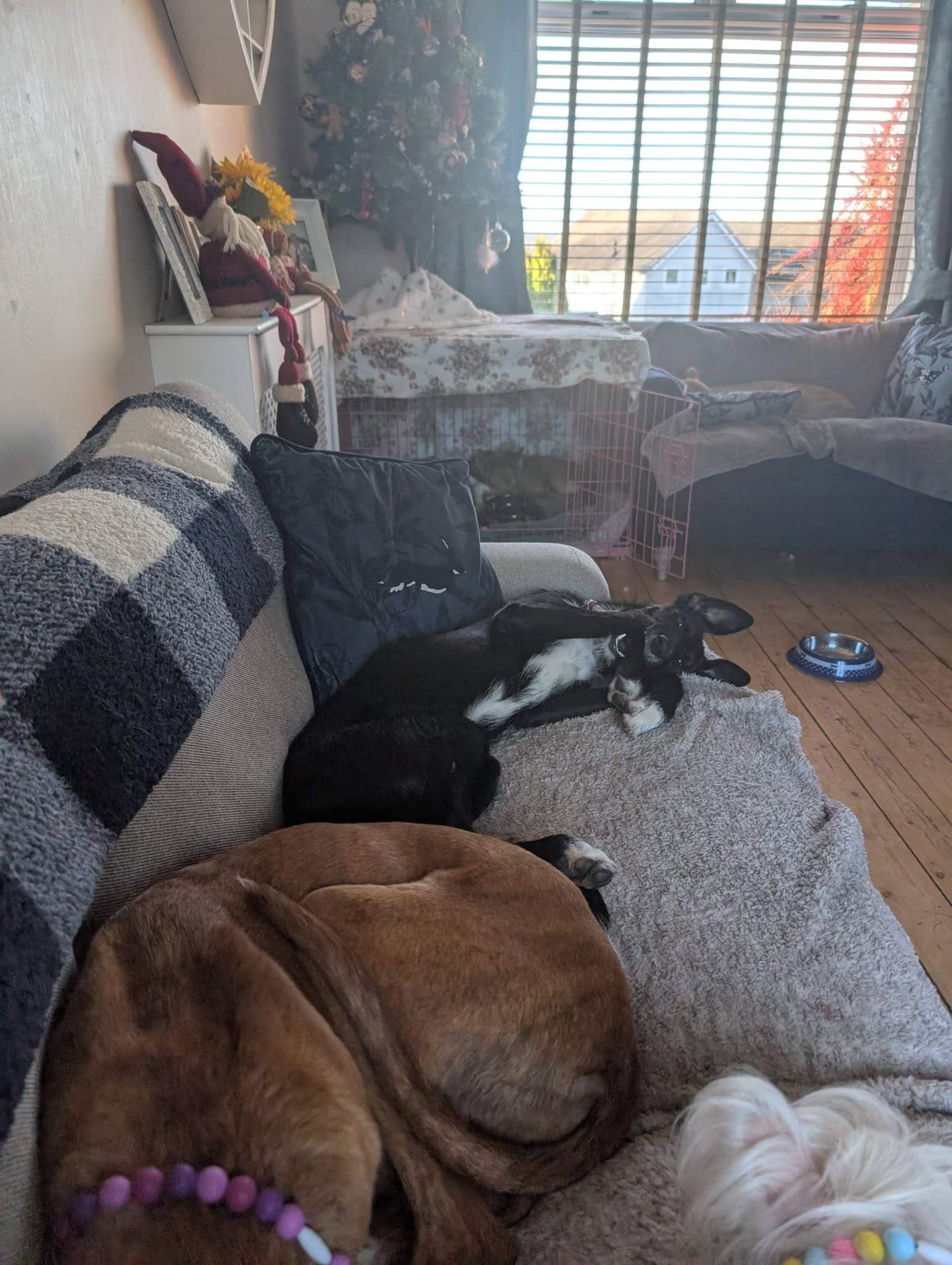 noodle_1194286646244955