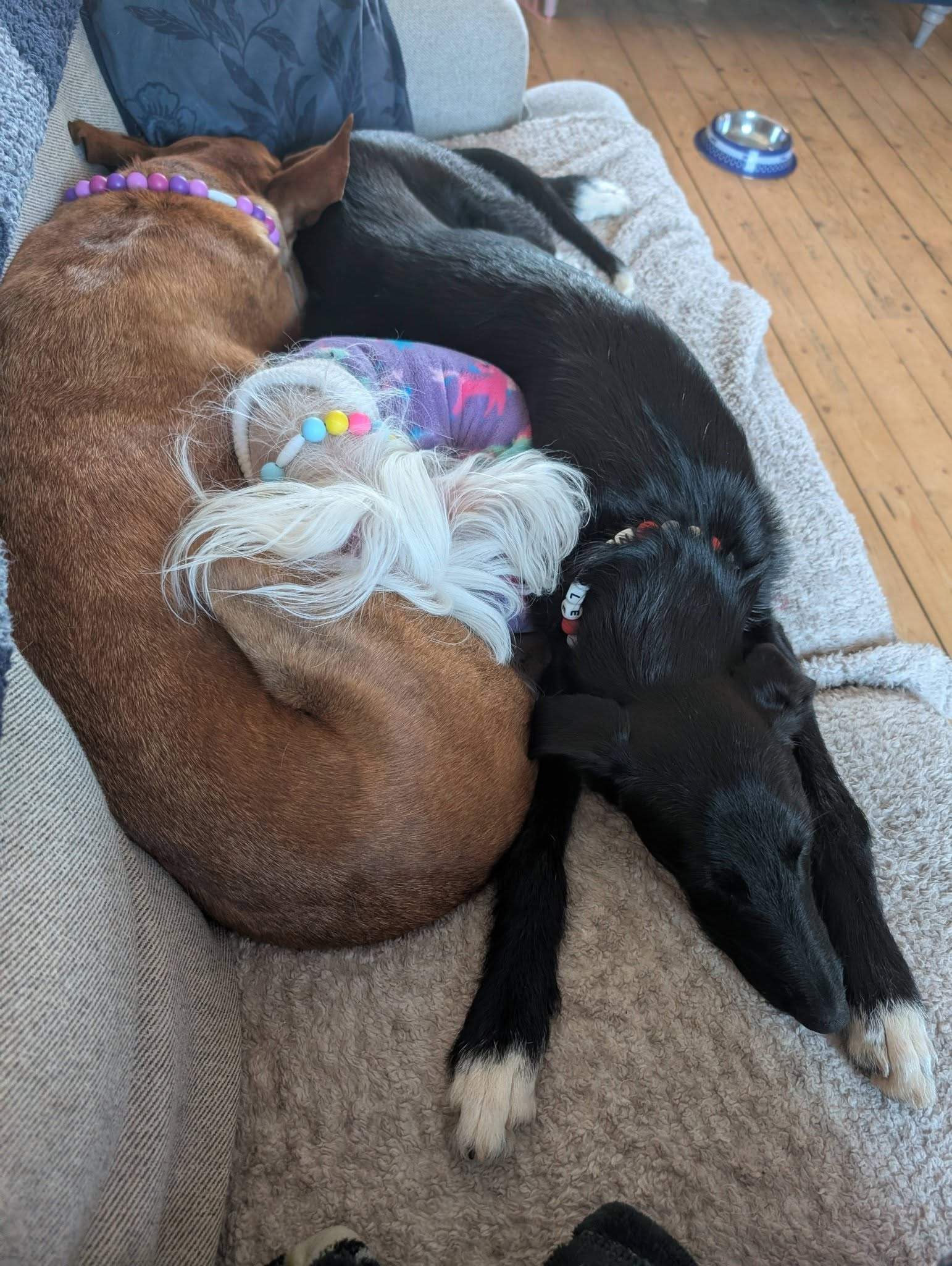 noodle_1194286689578284