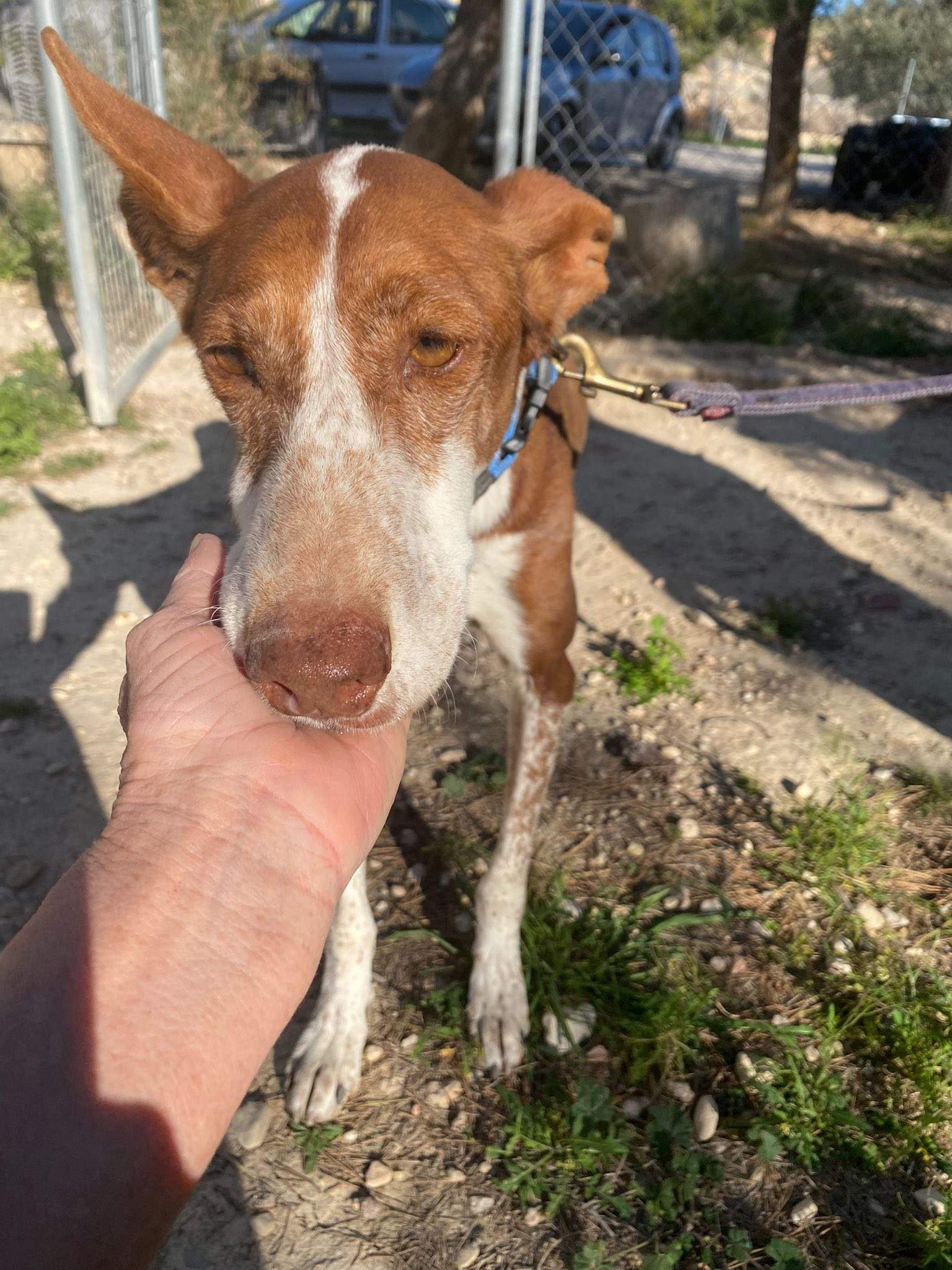 nova_1229870286019924