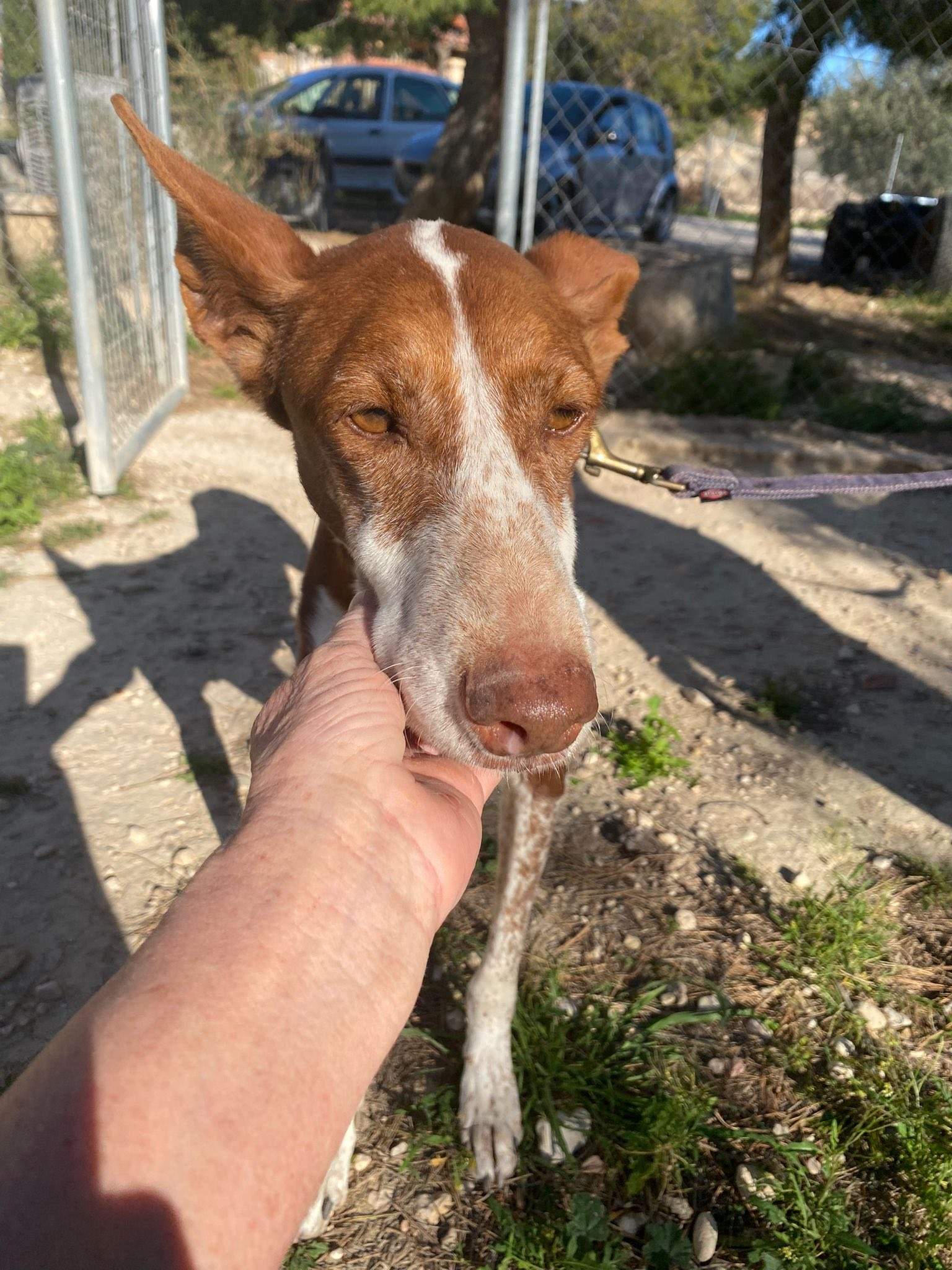 nova_1229870299353256