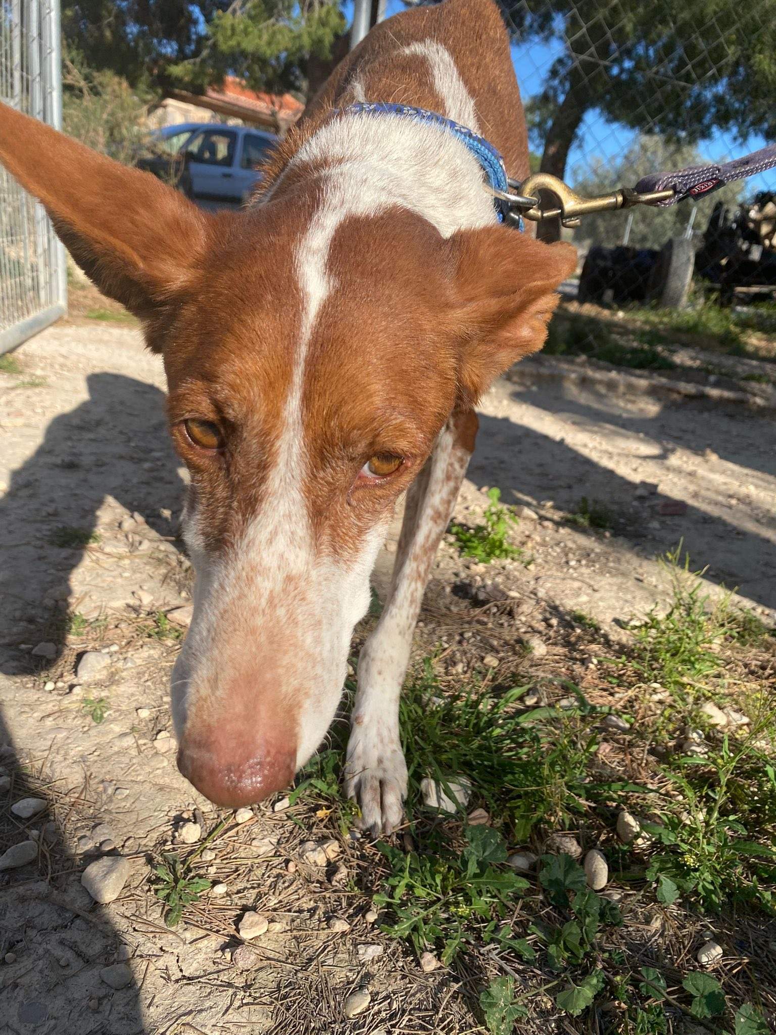 nova_1229870339353252