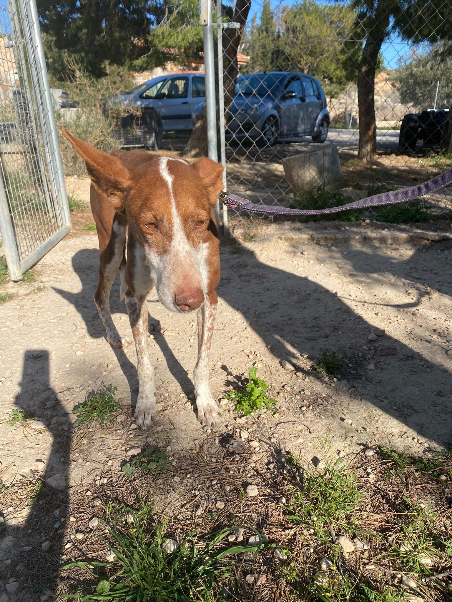 nova_1229870359353250