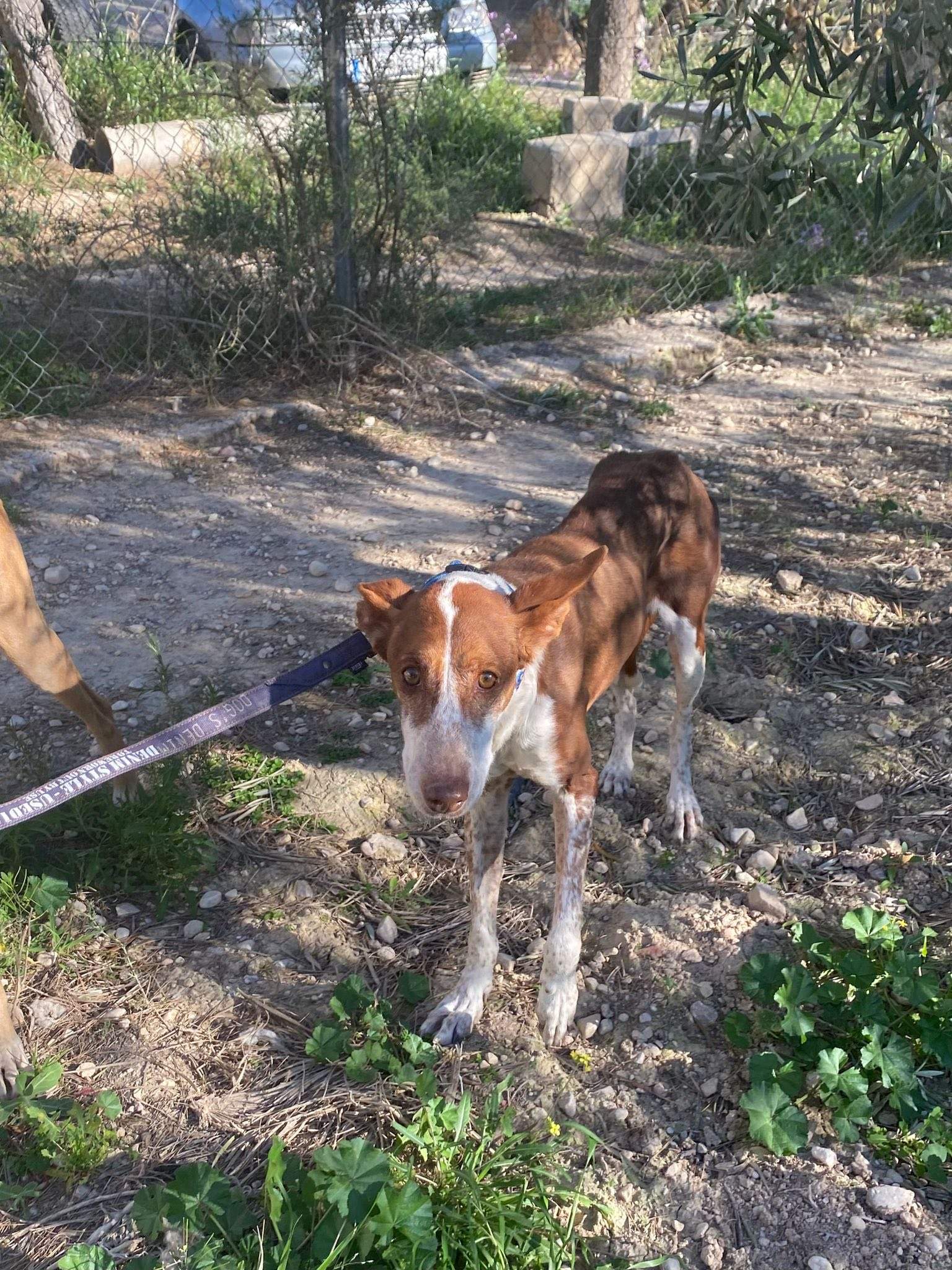 nova_1229870402686579