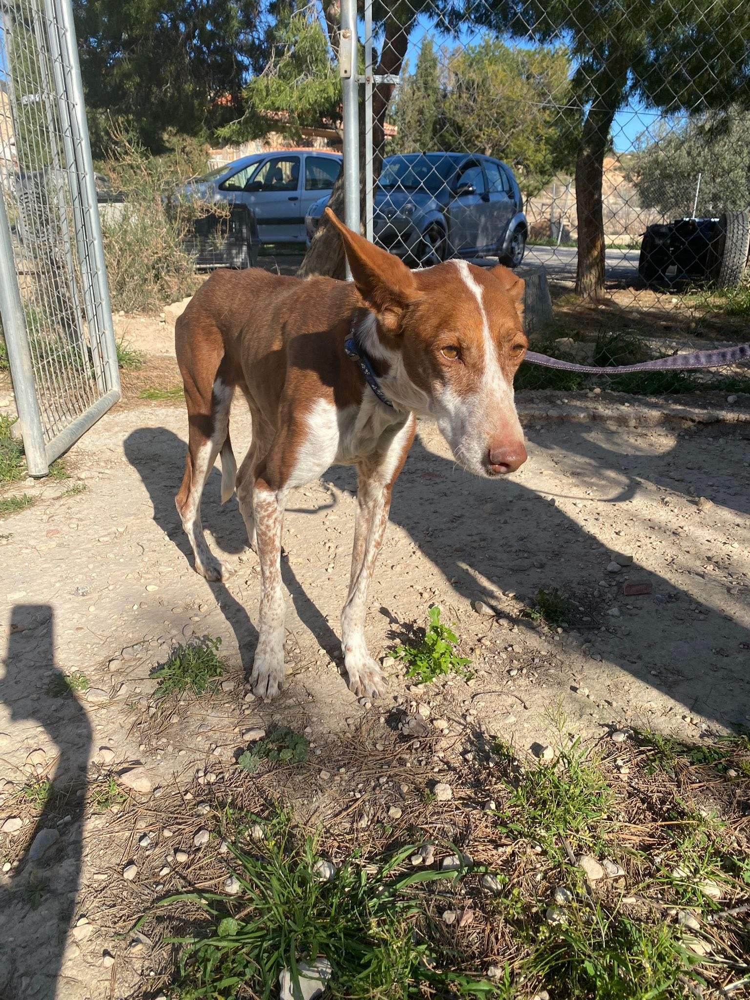 nova_1229870416019911