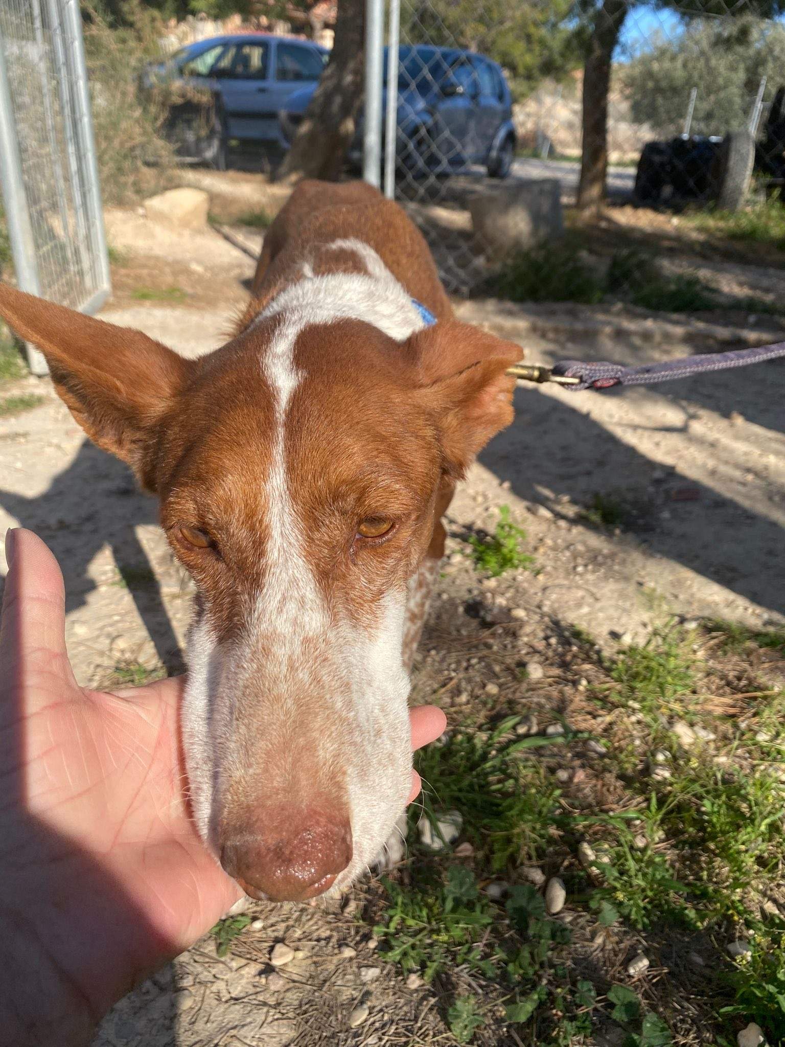 nova_1229870466019906