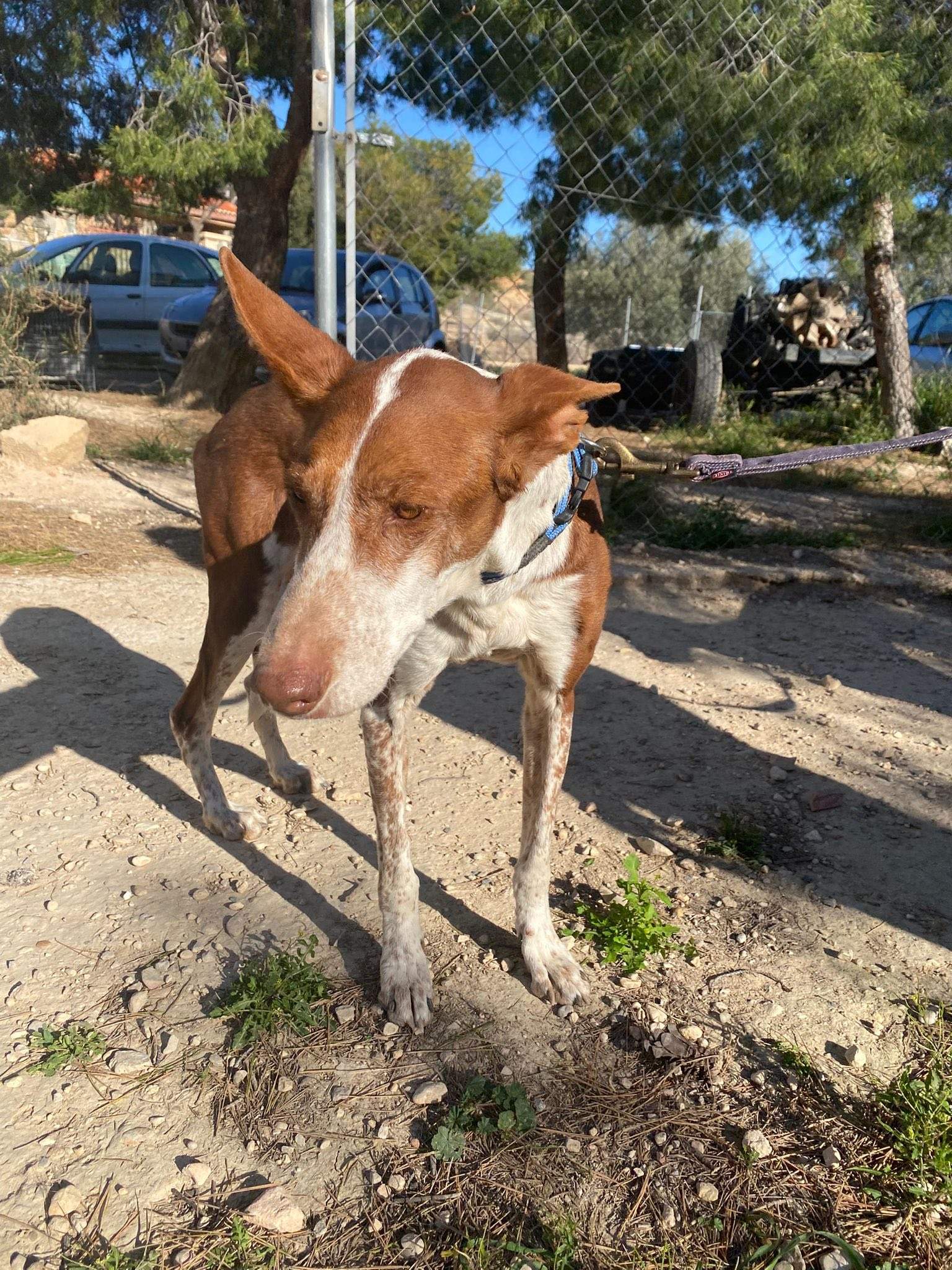 nova_1229870479353238