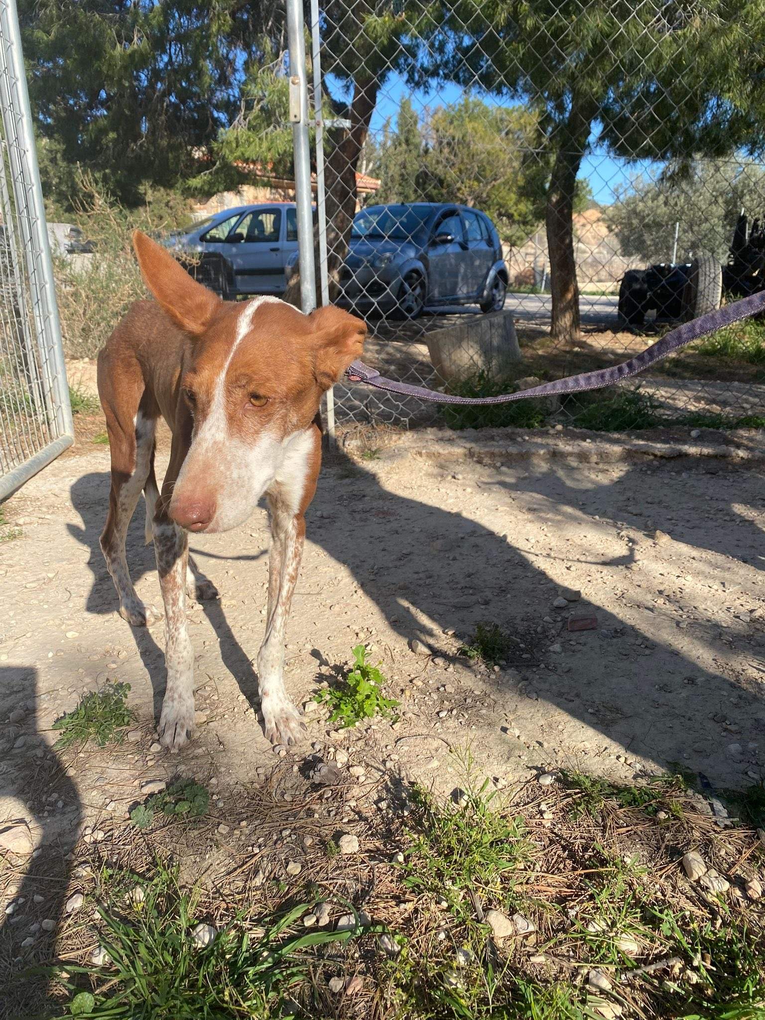 nova_1229870526019900