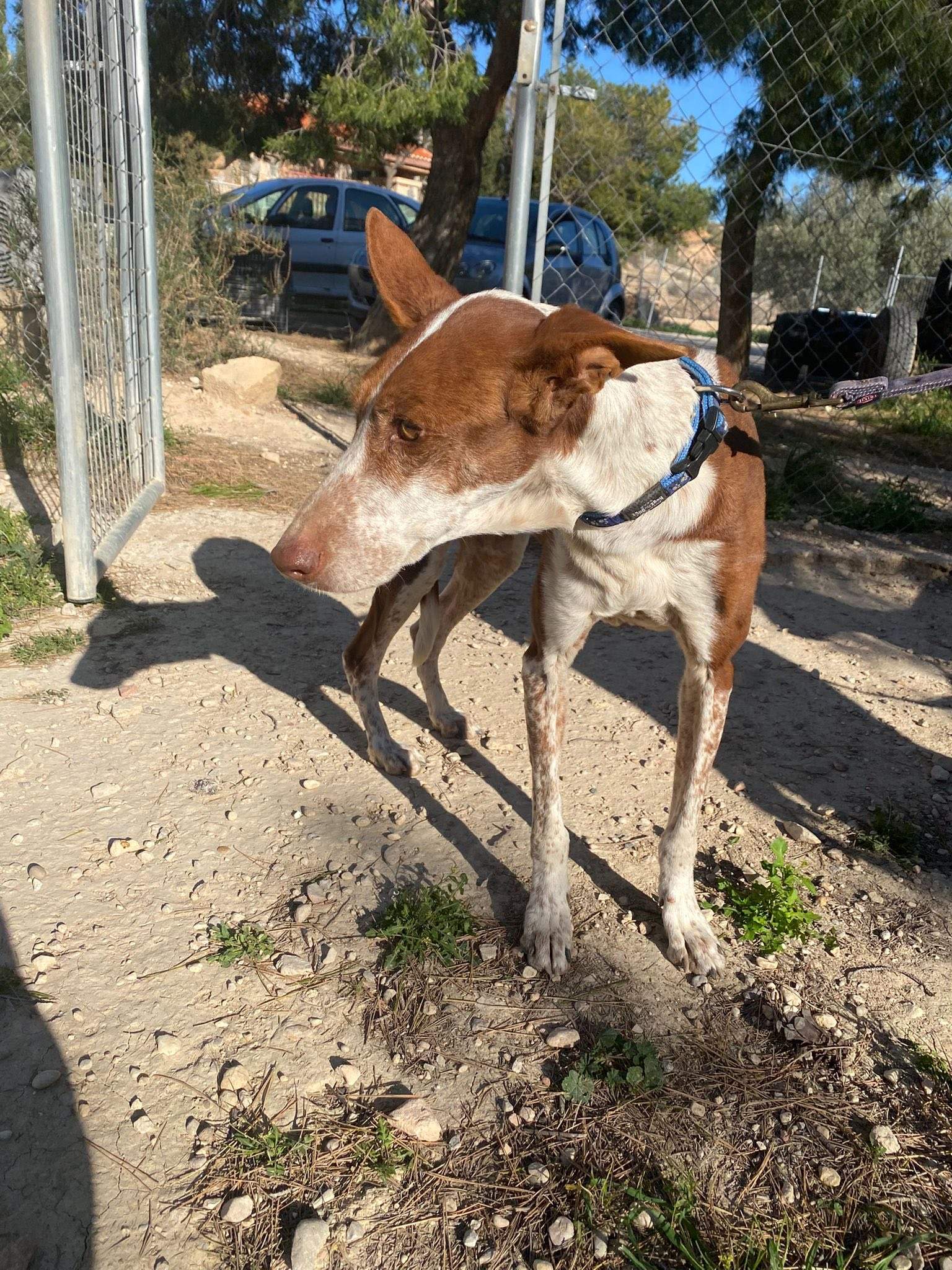 nova_1229870546019898