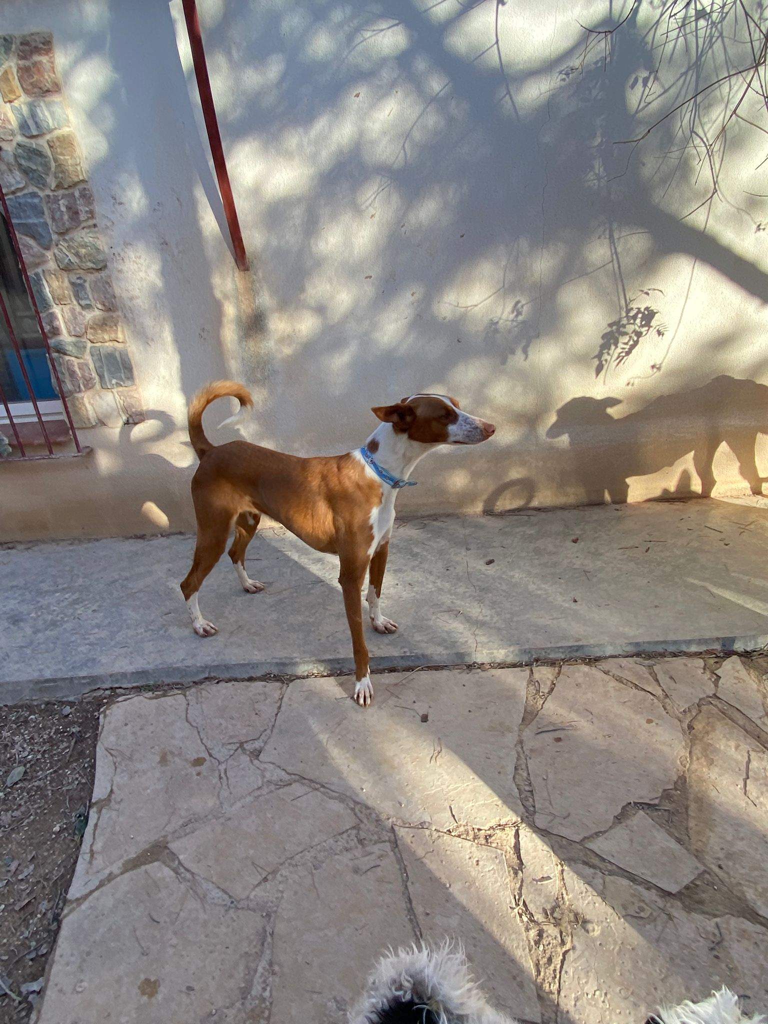 oliver_1197244215949198