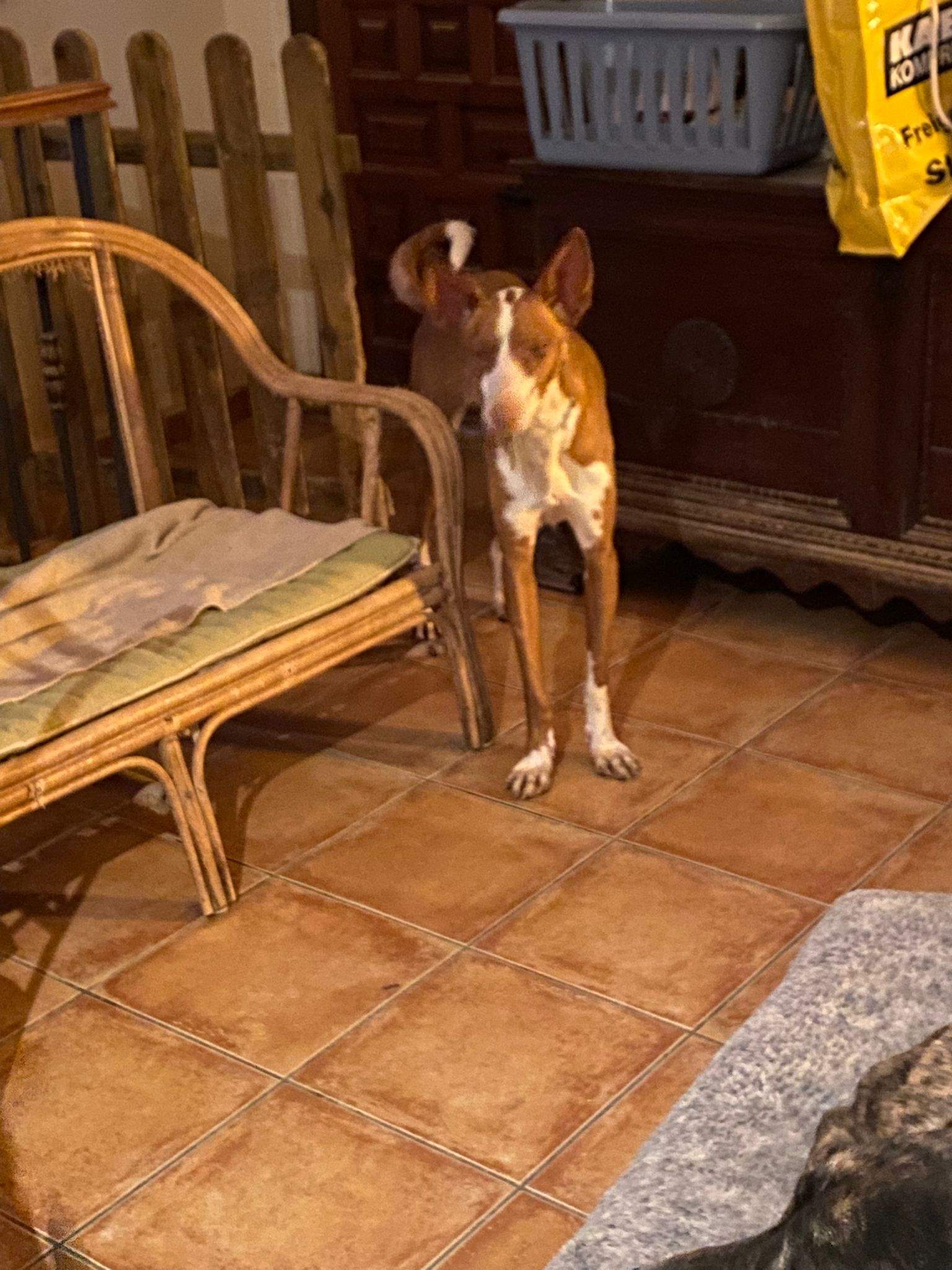 oliver_1197244379282515