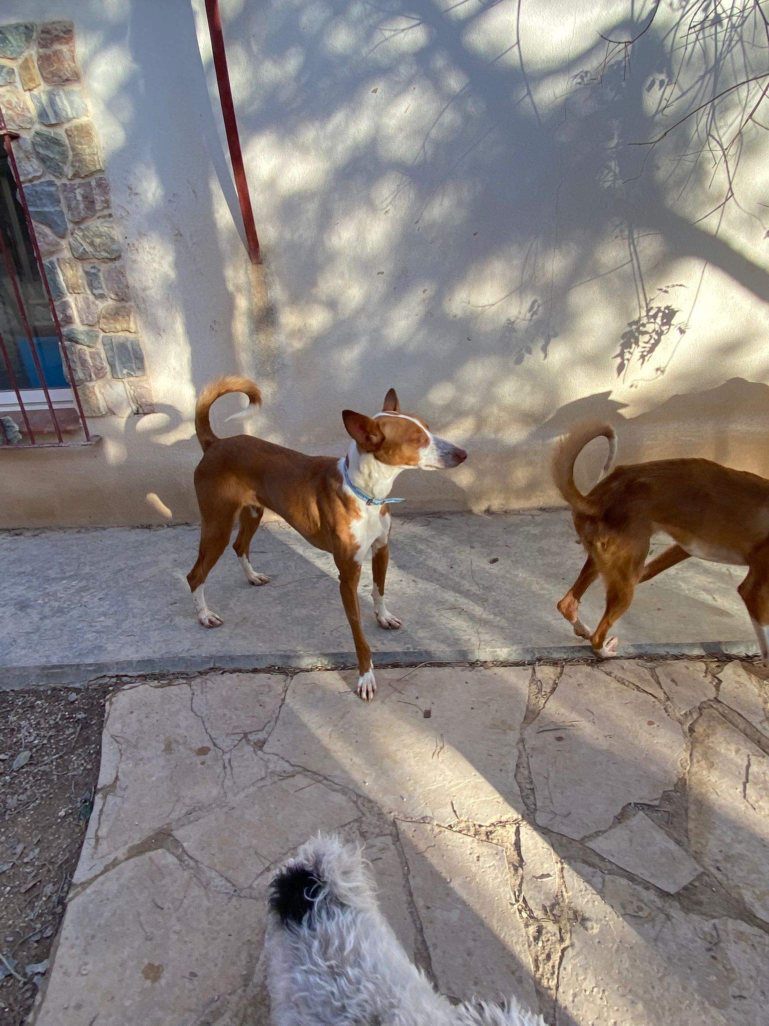 oliver_1197244402615846