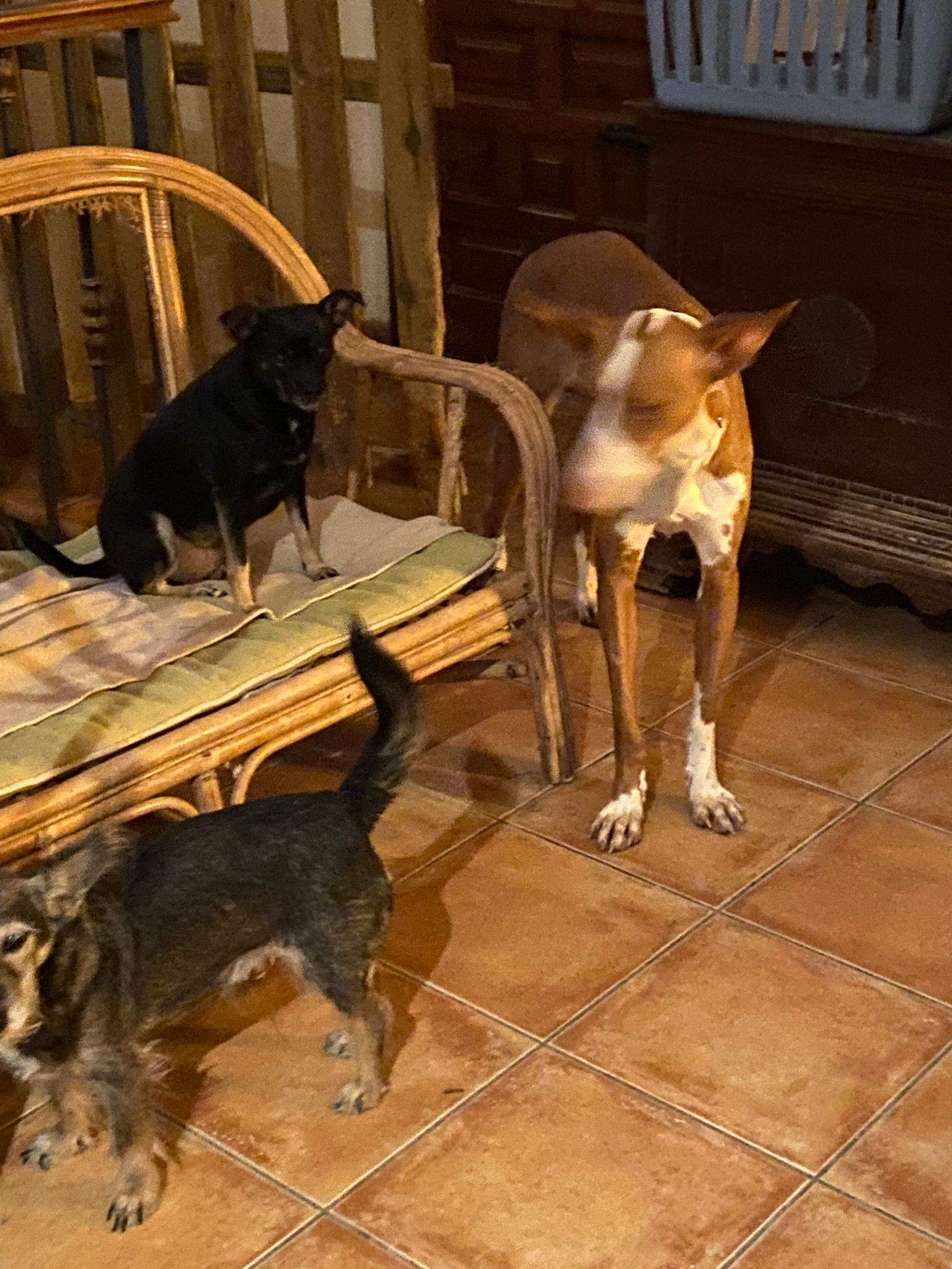 oliver_1197244412615845