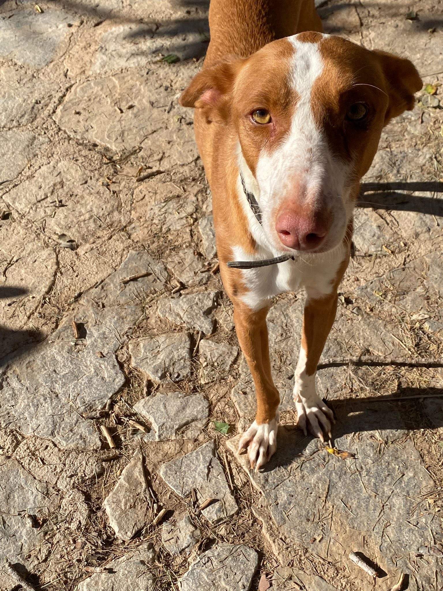 oliver_1229790822694537