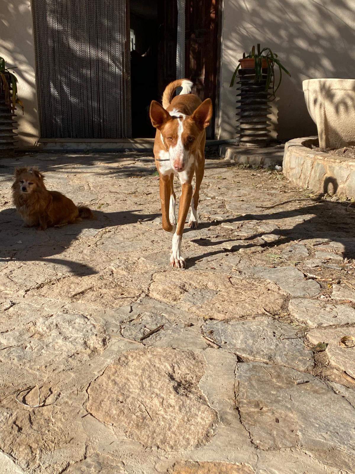 oliver_1229790882694531